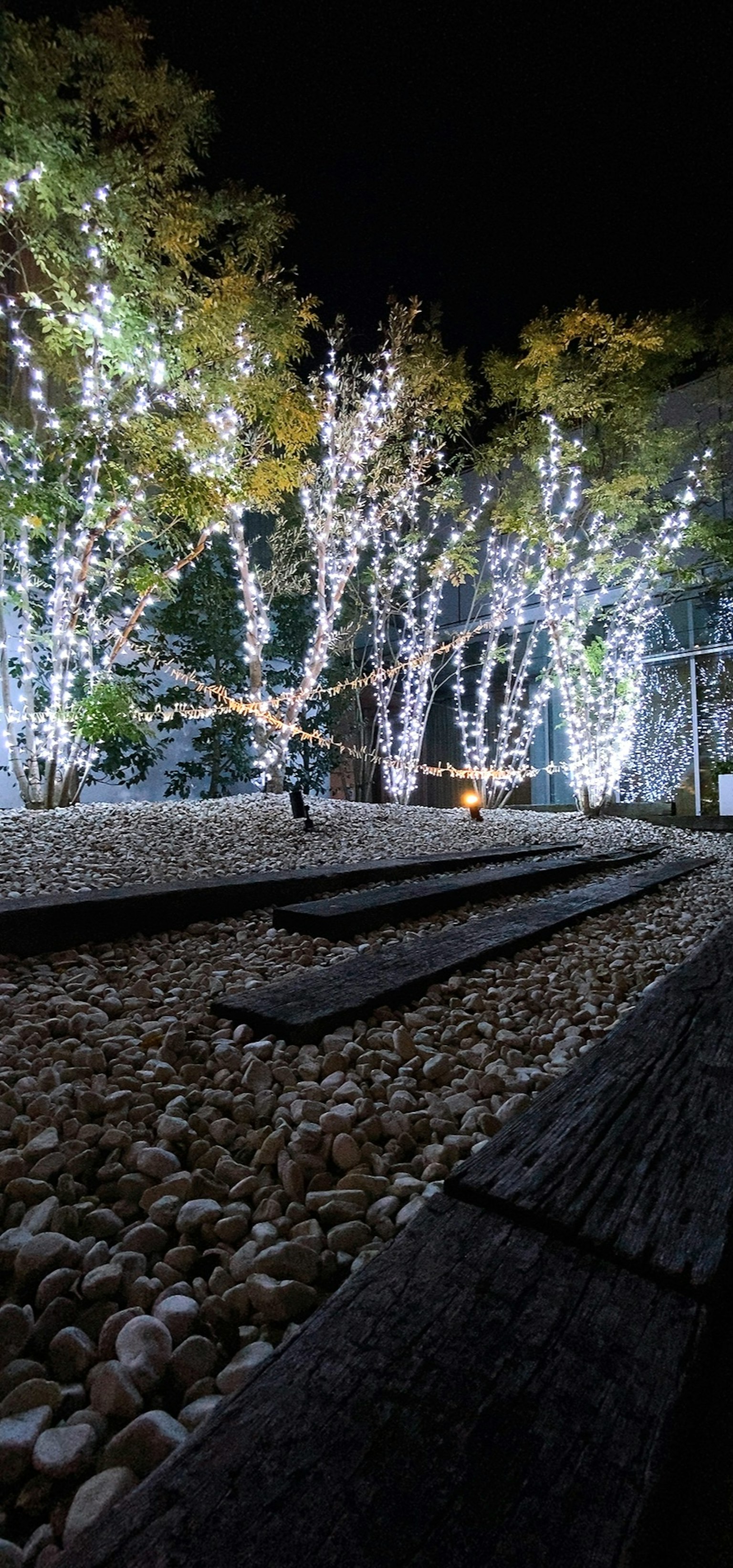 Illuminated white trees at night with a pebbled path