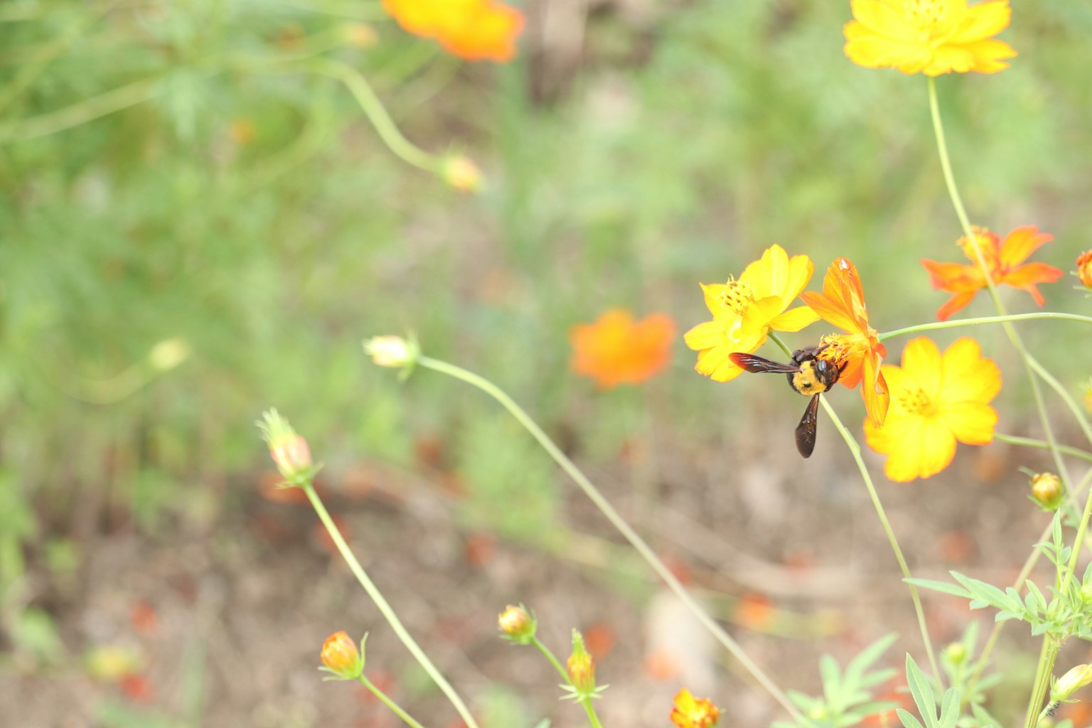 Primo piano di fiori gialli con un'ape su uno di essi e uno sfondo verde sfocato