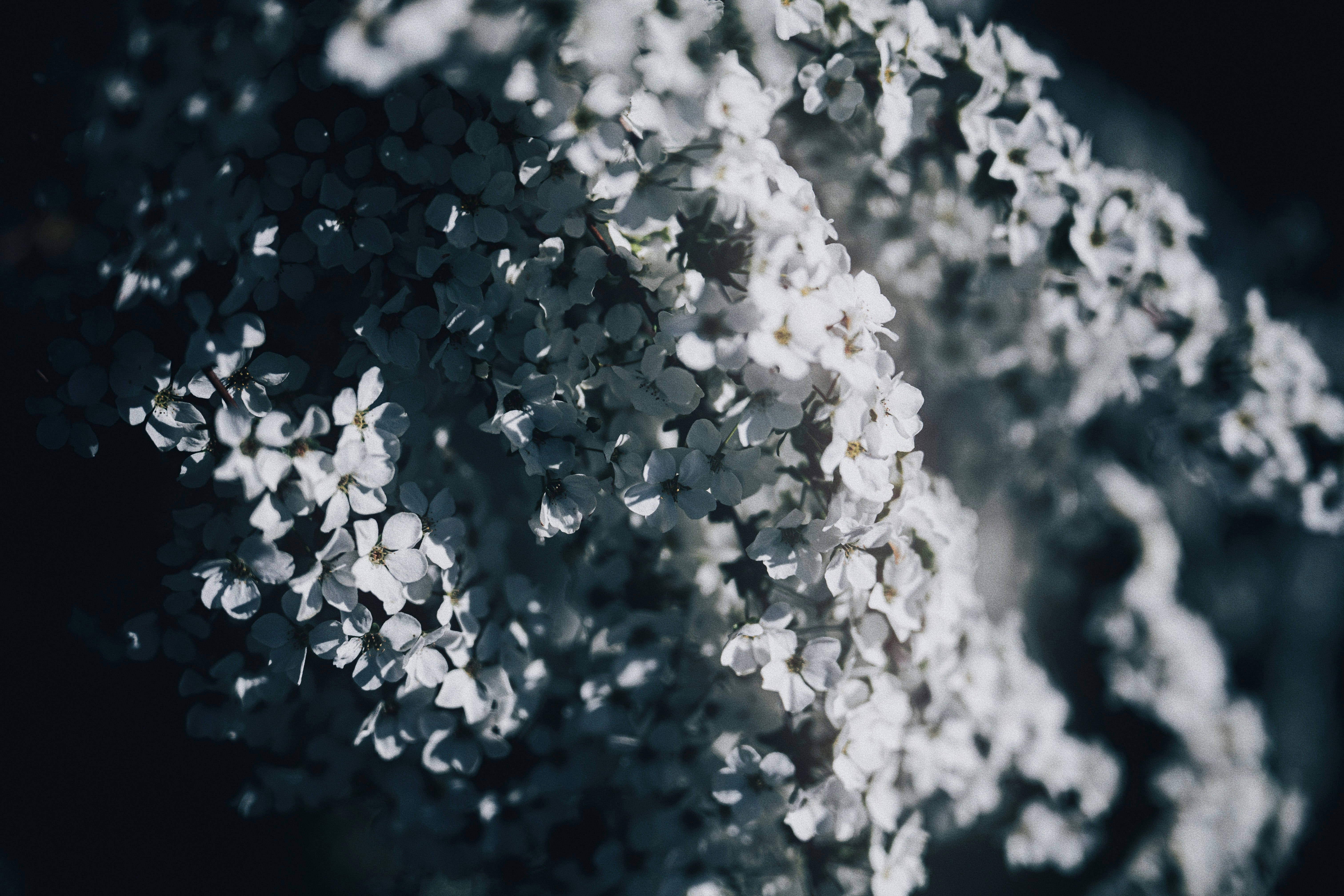 particelle bianche simili a petali che fluttuano su uno sfondo scuro