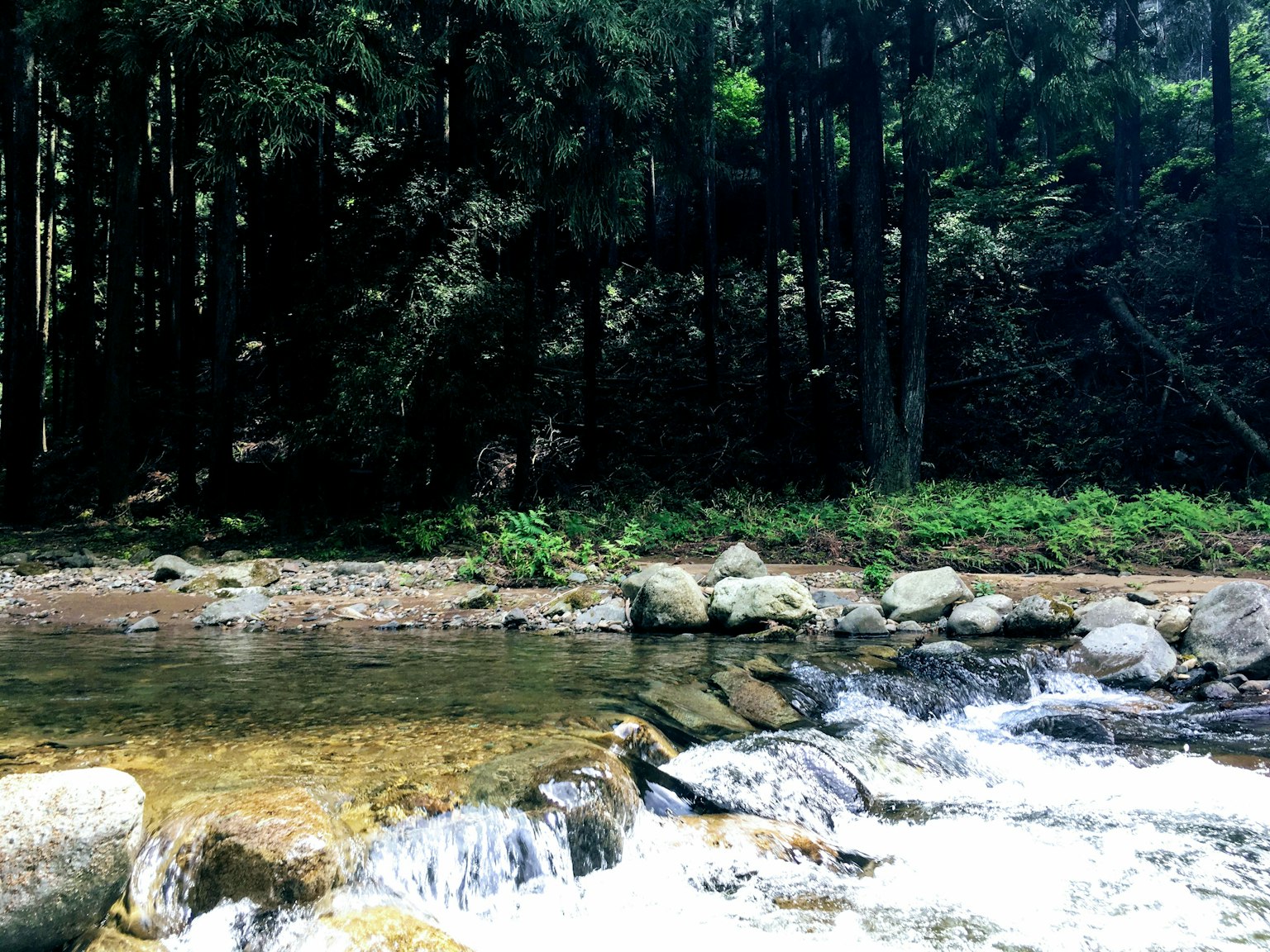 流动的河流与绿色树木的风景