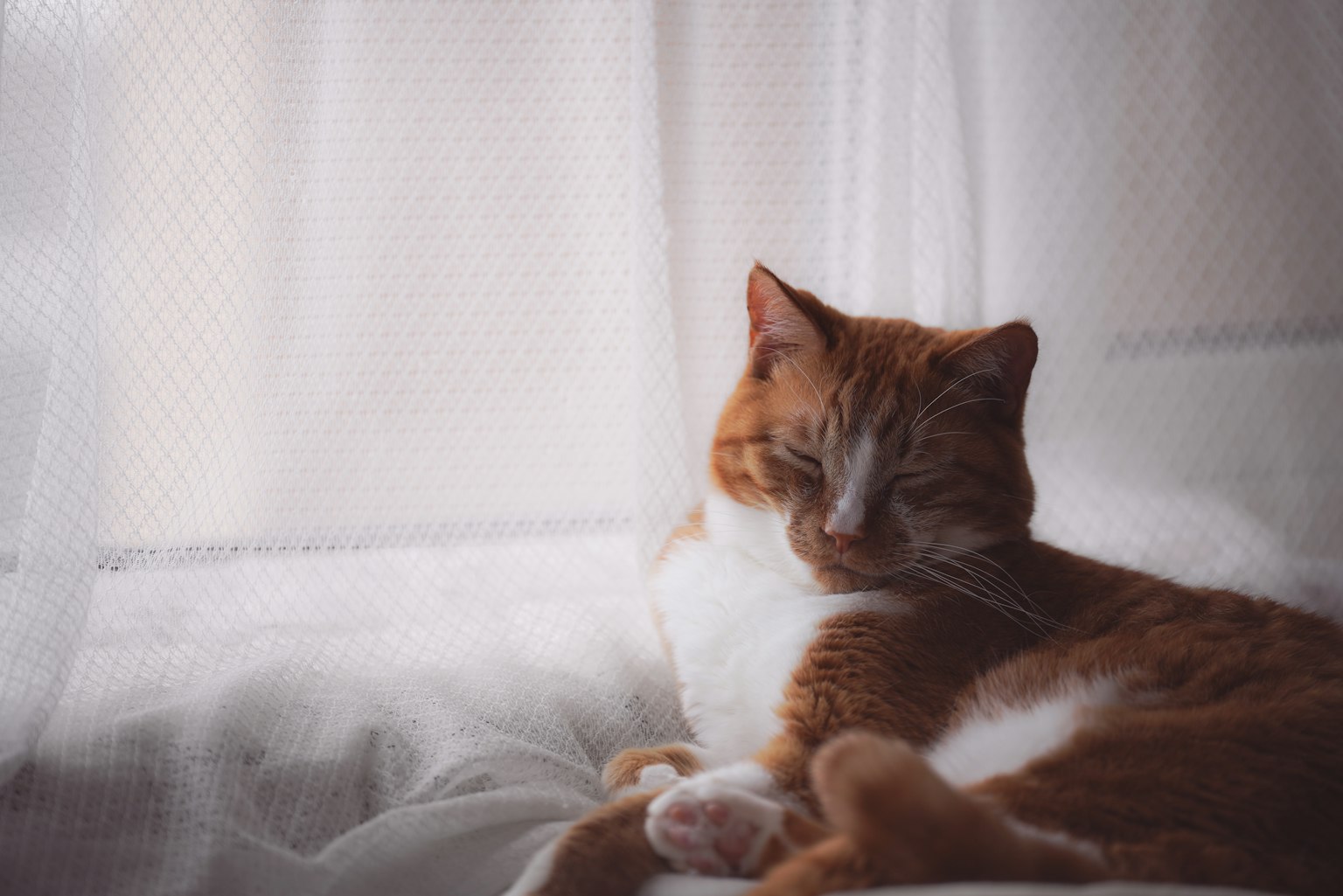 Seekor kucing coklat dan putih yang bersantai di dekat jendela