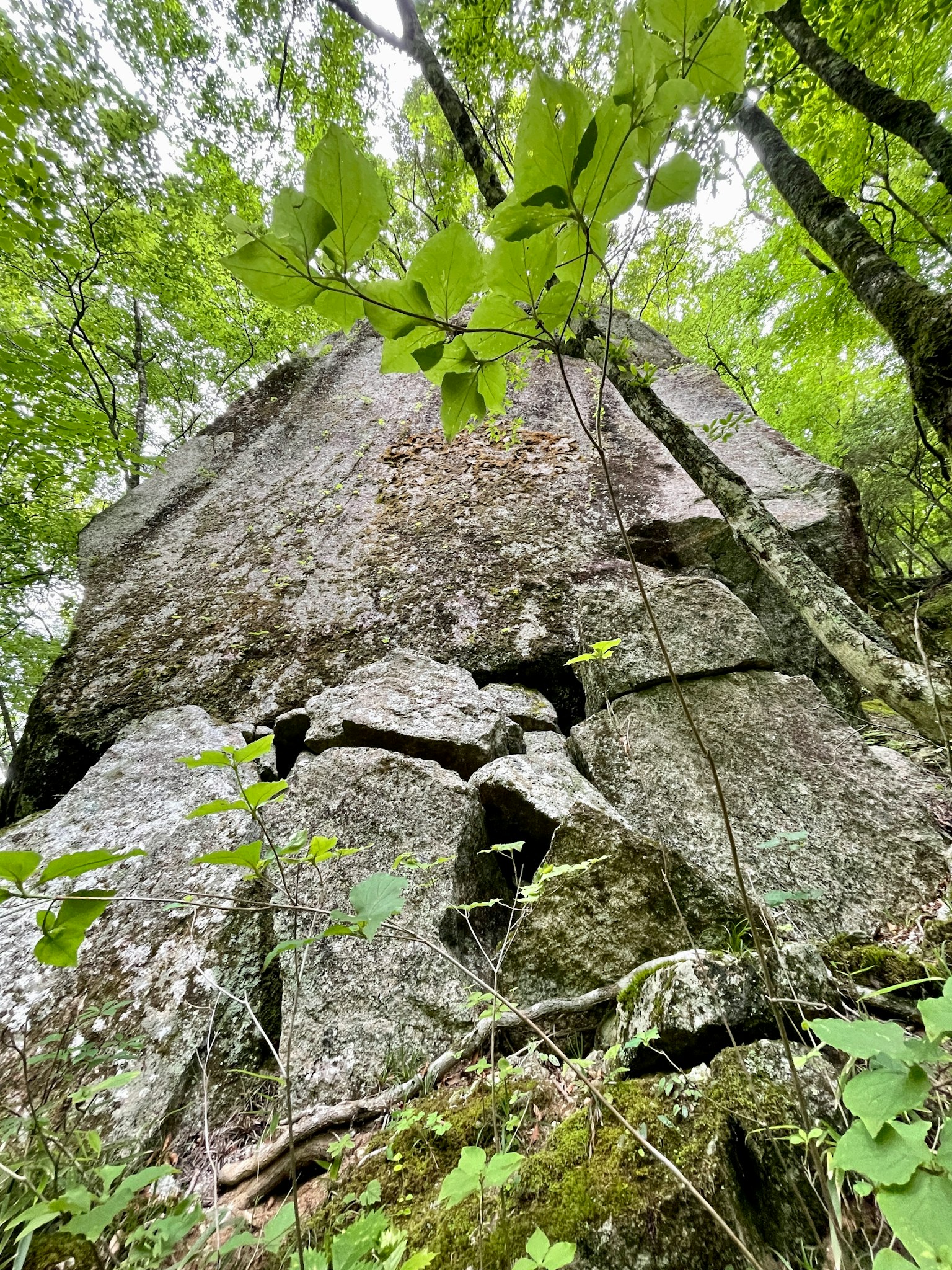 Primer plano de una gran roca rodeada de árboles verdes