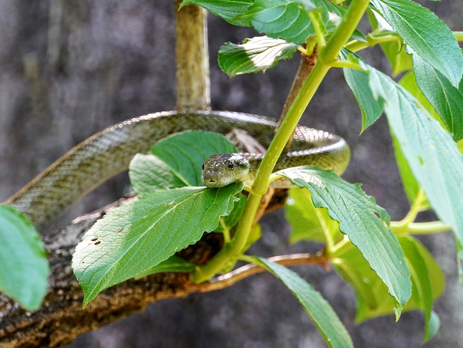 Close-up ular yang tersembunyi di antara daun hijau