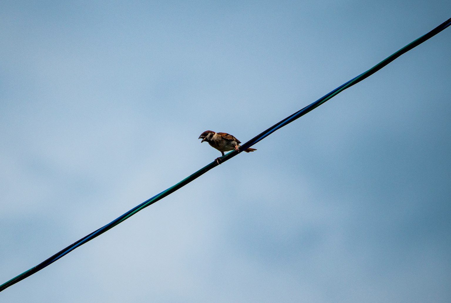 Un petit oiseau perché sur un fil sous un ciel bleu