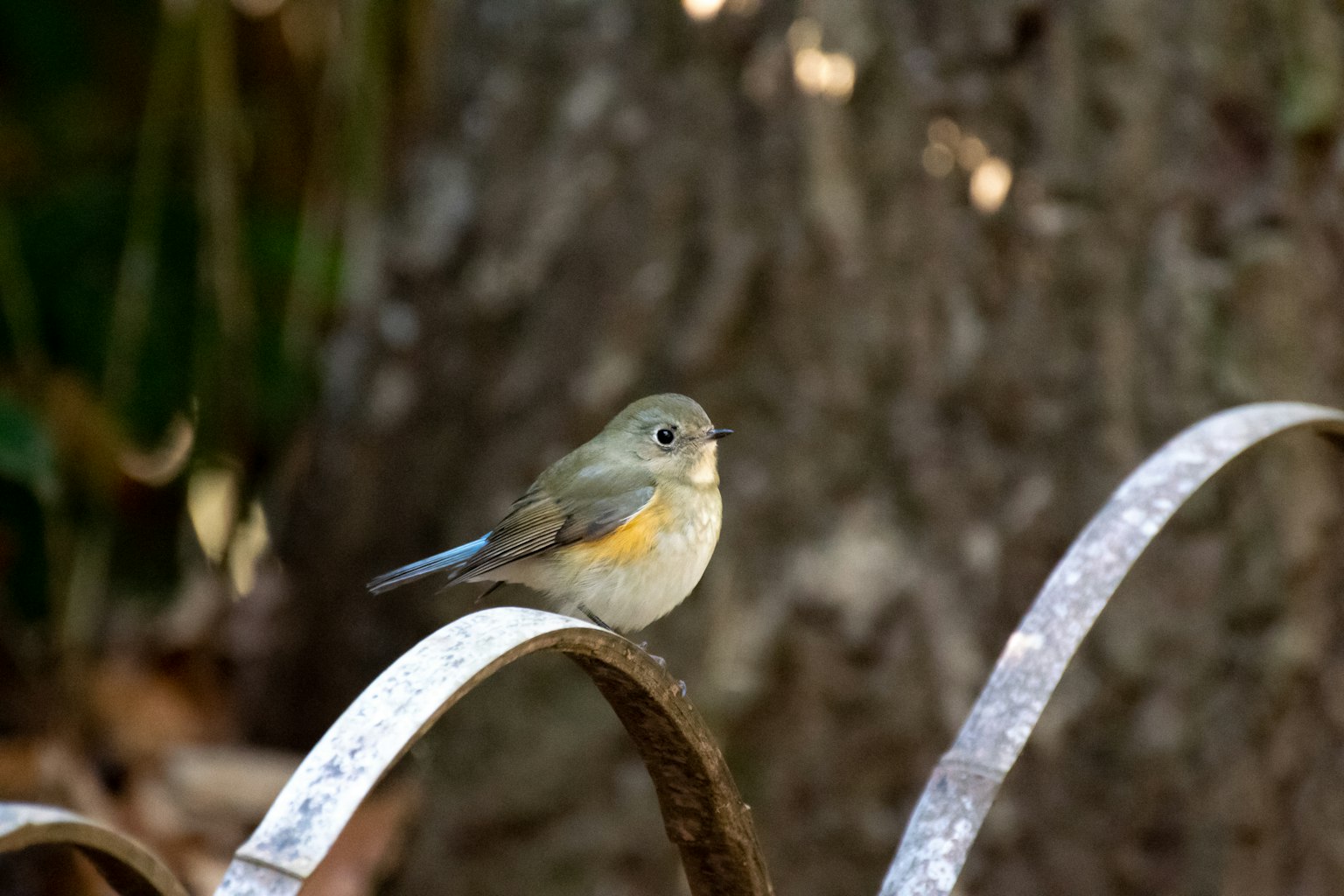 A small bird perched on a metal fence