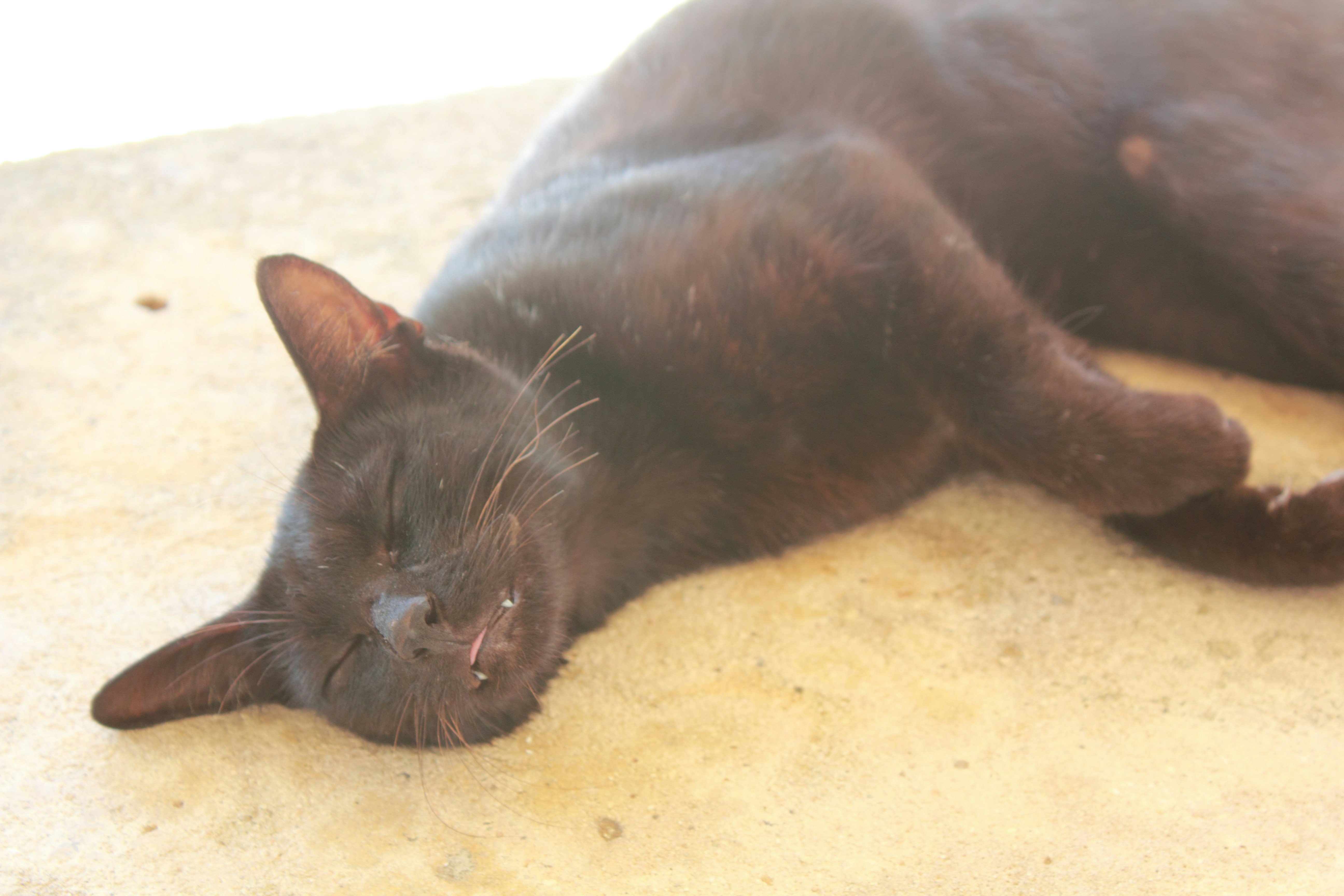 tired stray cat lying down