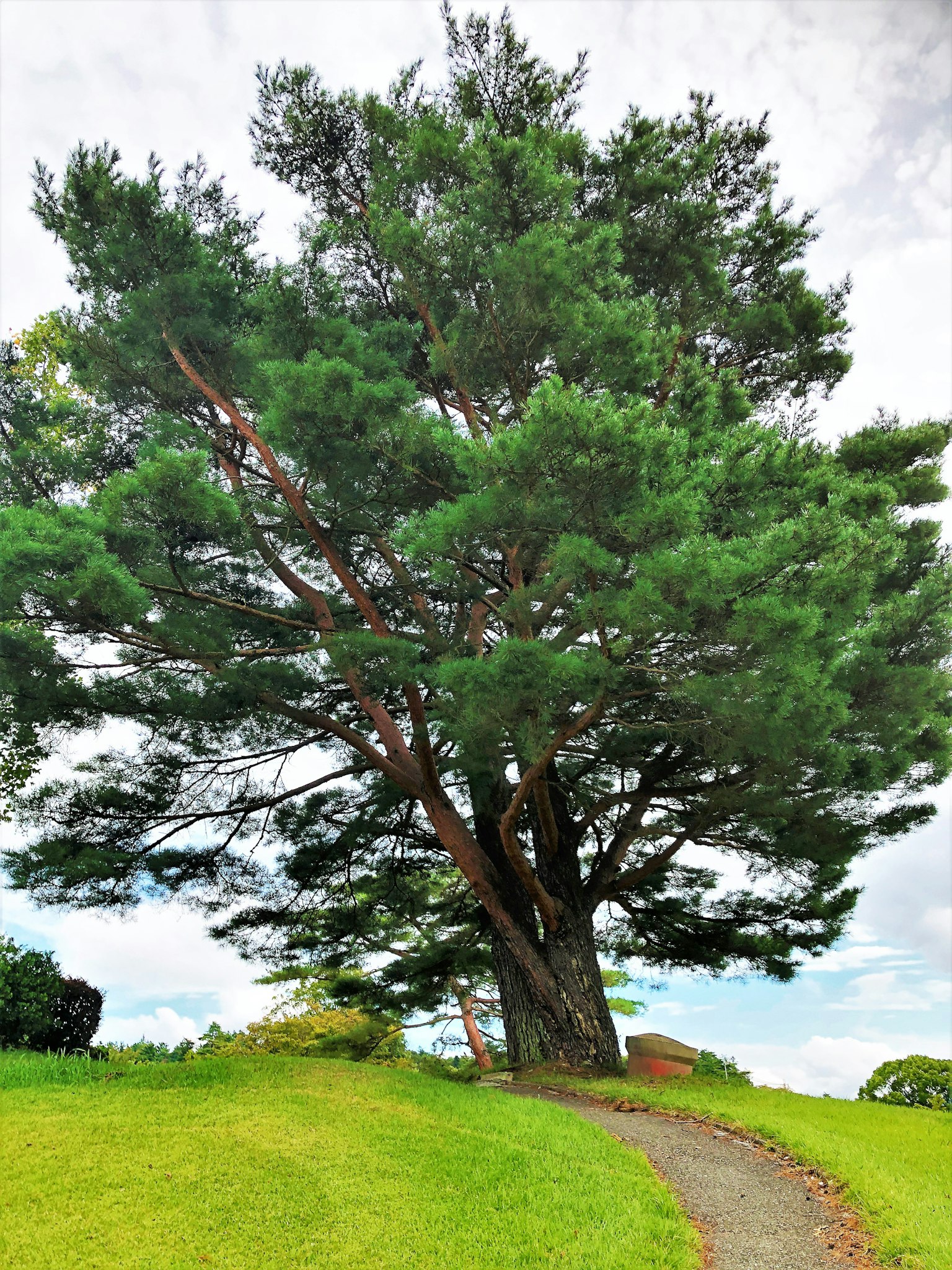 Albero verde rigoglioso con un sentiero tortuoso in un paesaggio pittoresco