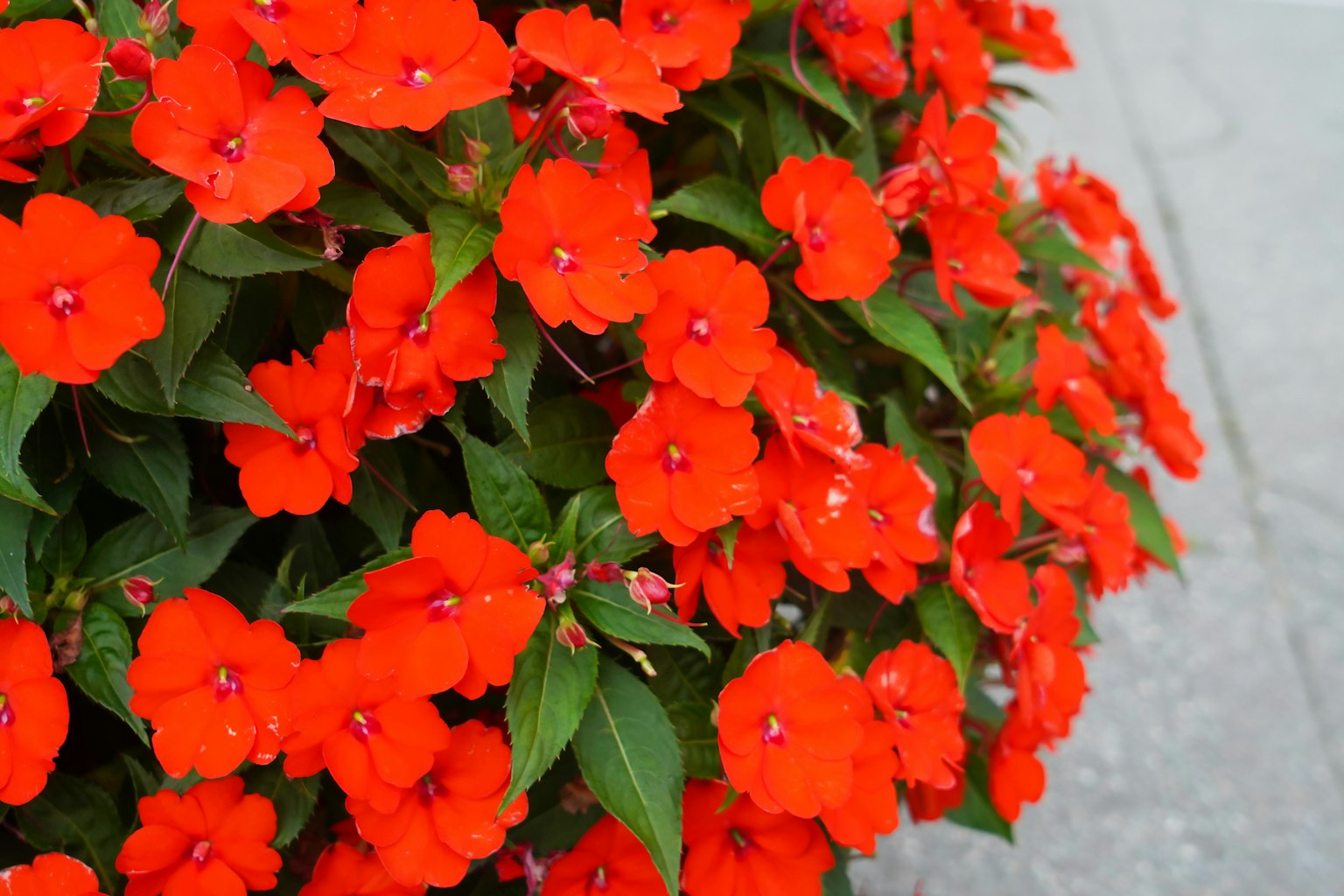 Flores de impatiens rojas vibrantes floreciendo en un entorno verde