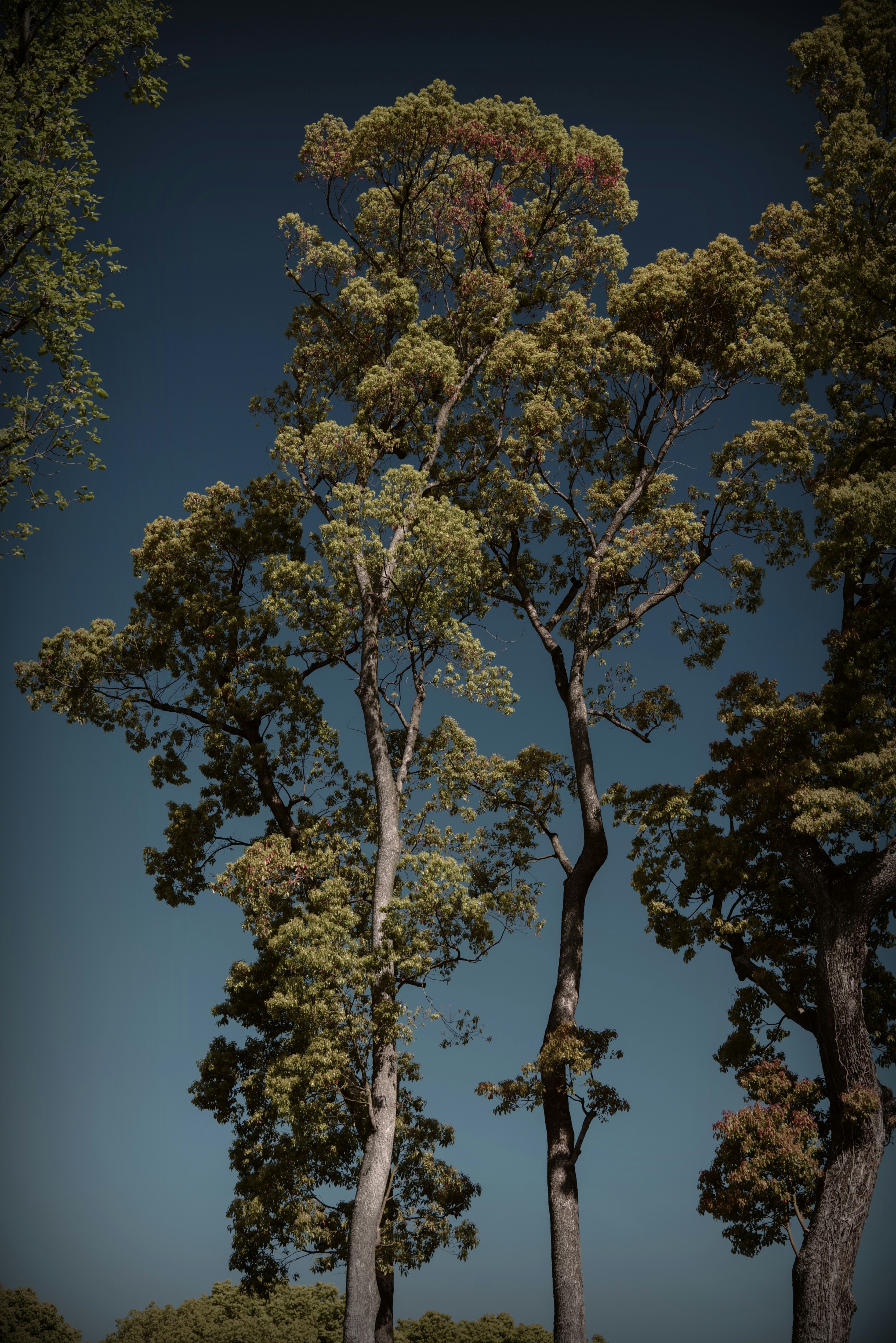 large trees with camphor trees against a clear blue sky