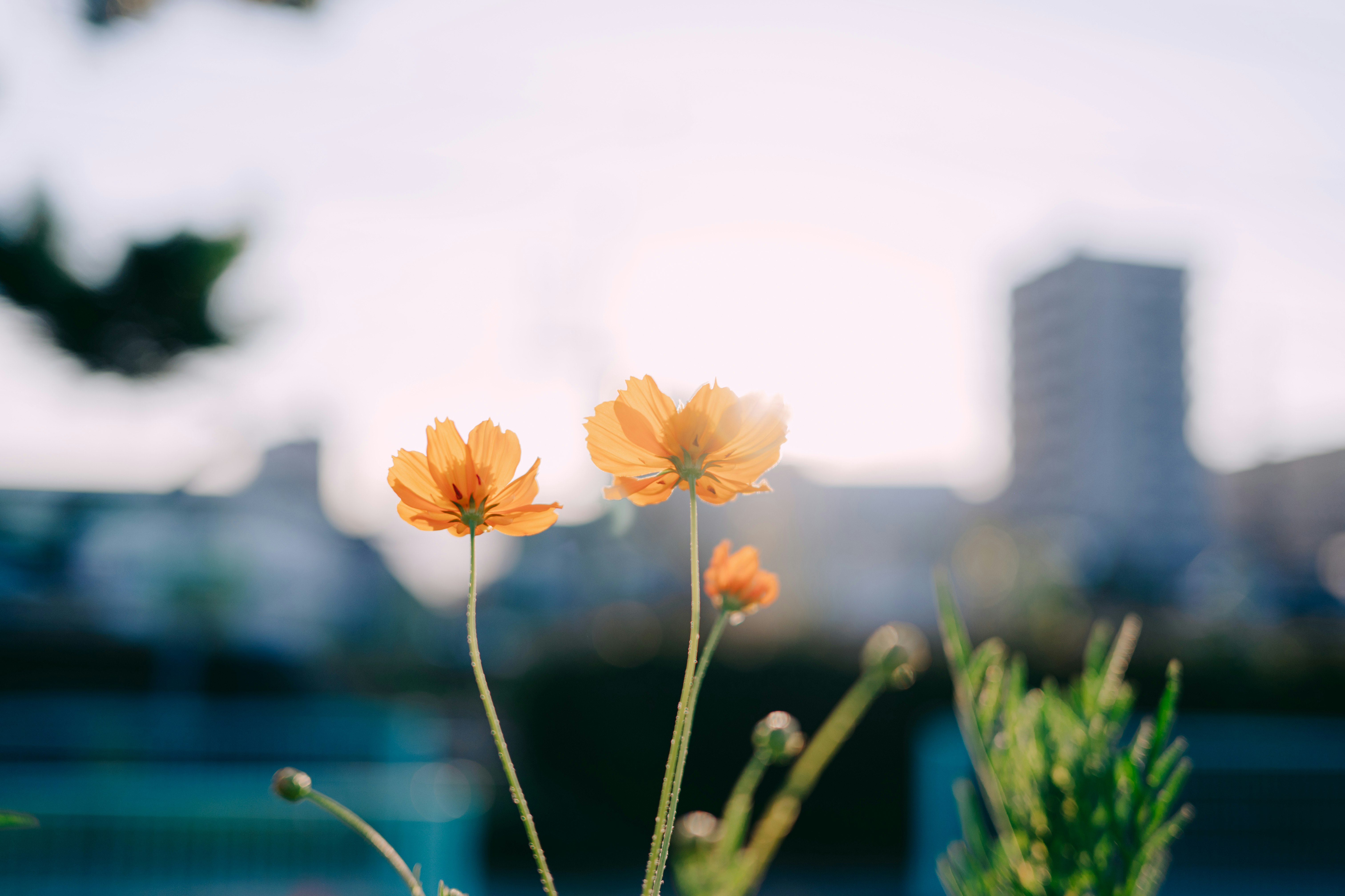 橙色黄秋英花盛开，城市天际线背景