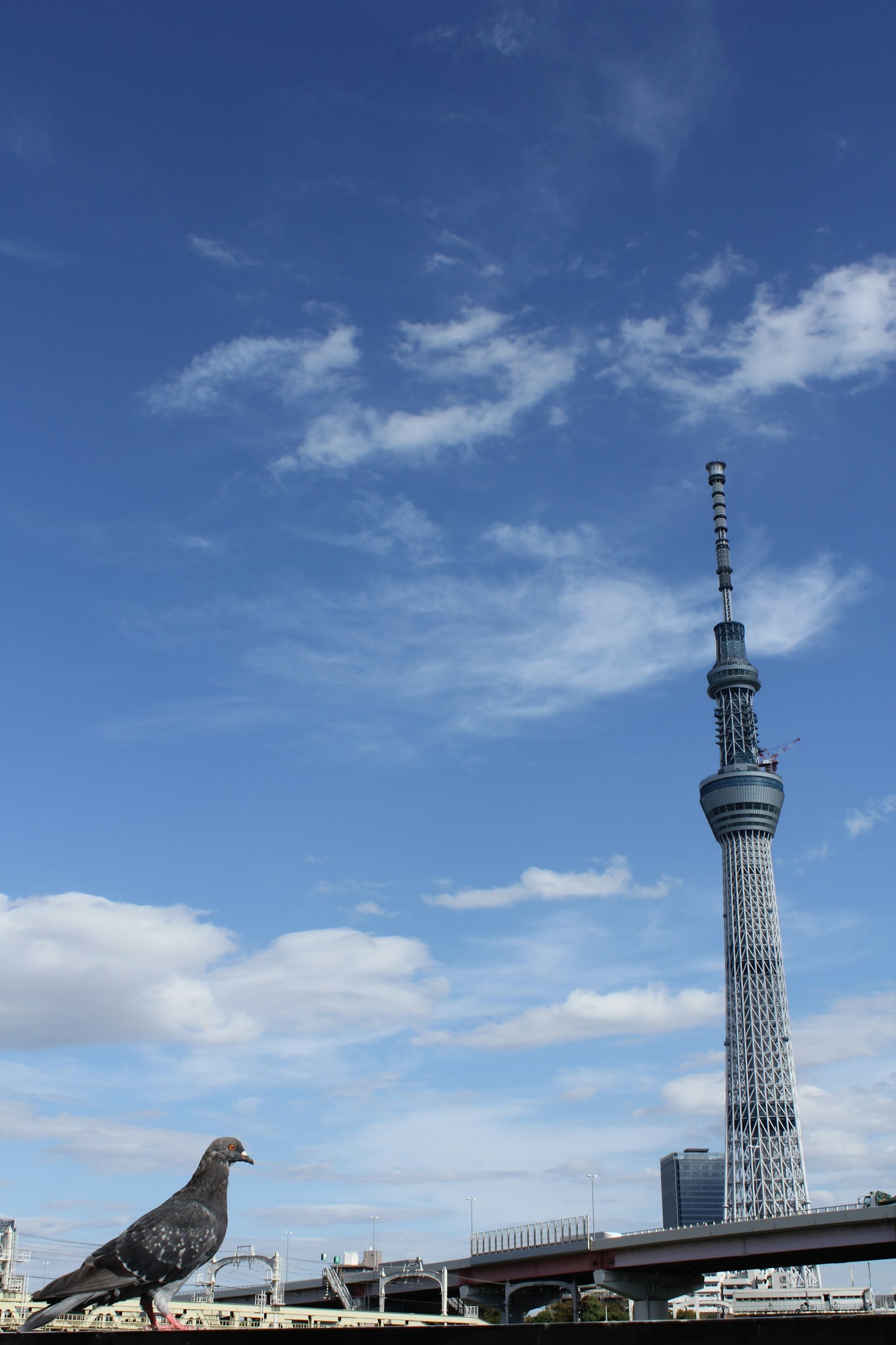 Một con chim bồ câu đứng bên cạnh Tokyo Skytree dưới bầu trời xanh
