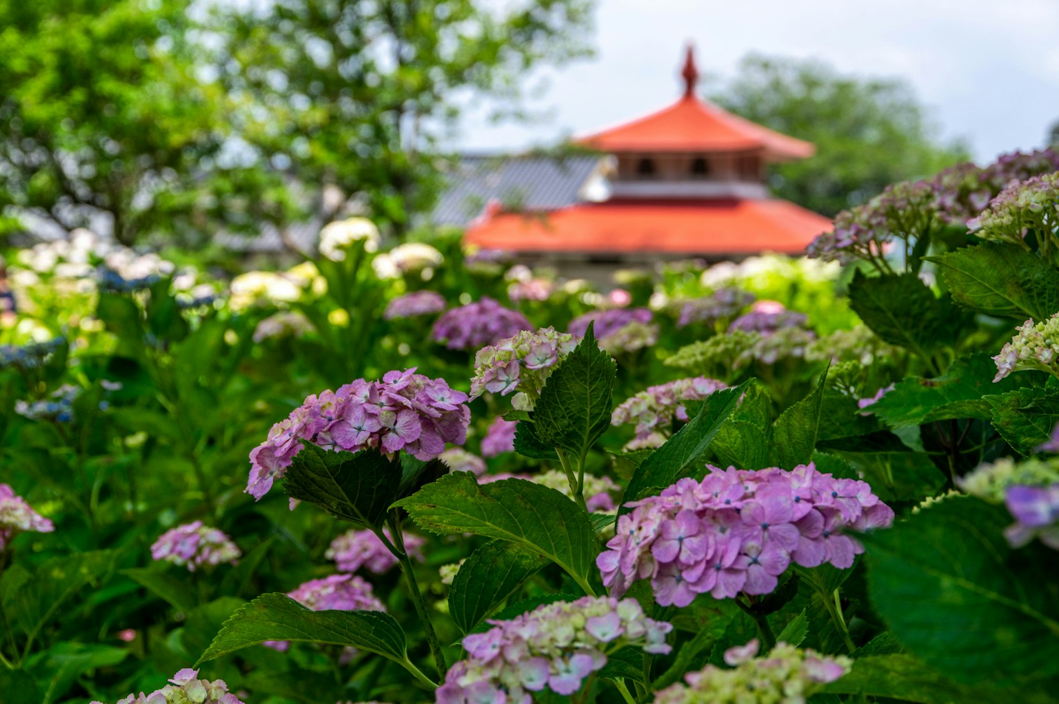 Hortensia berwarna-warni mekar di taman dengan bangunan atap merah di latar belakang