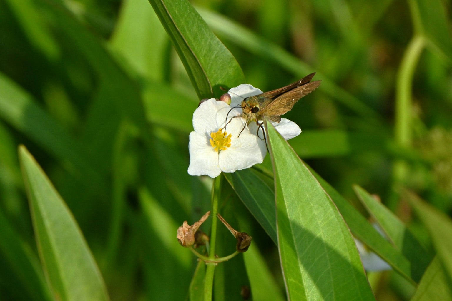 Insecto posado sobre una flor blanca rodeada de hojas verdes