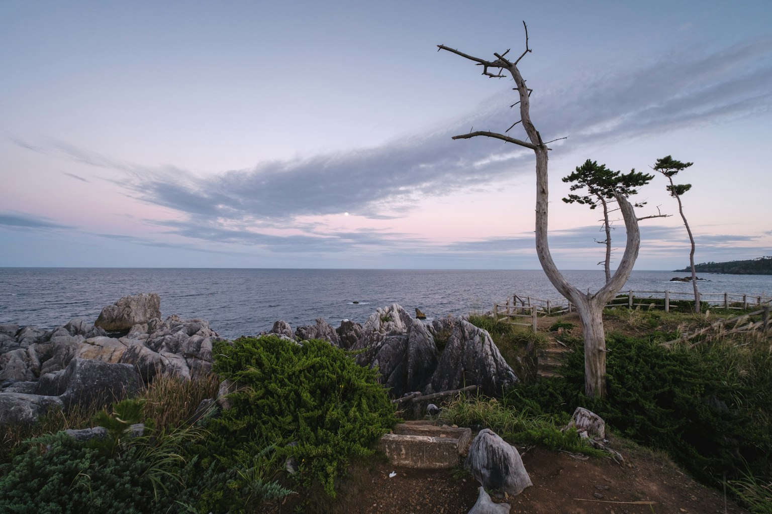 Paesaggio costiero con alberi distintivi e formazioni rocciose sotto un cielo crepuscolare