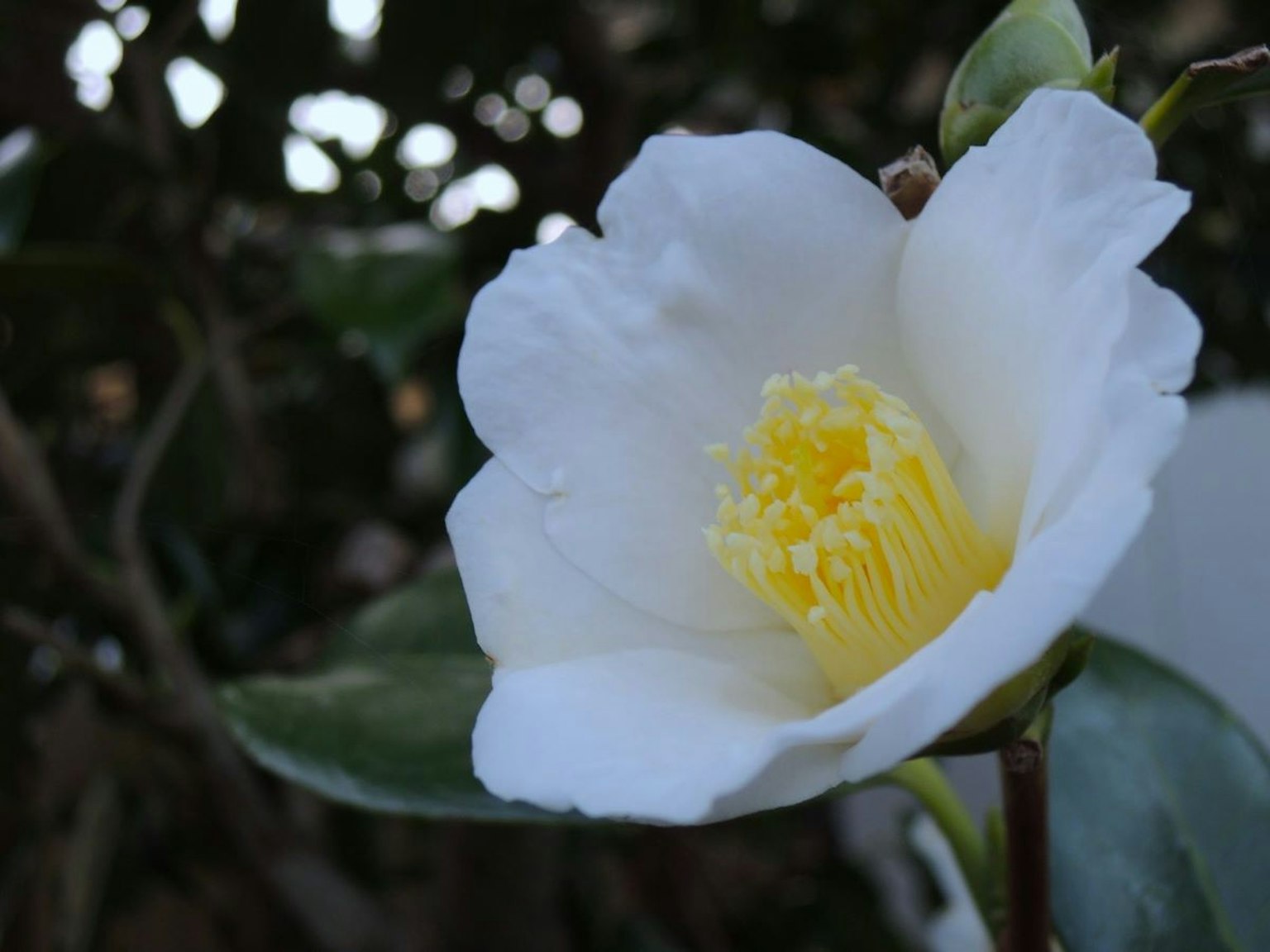 Fiore bianco con stami gialli di una camelia