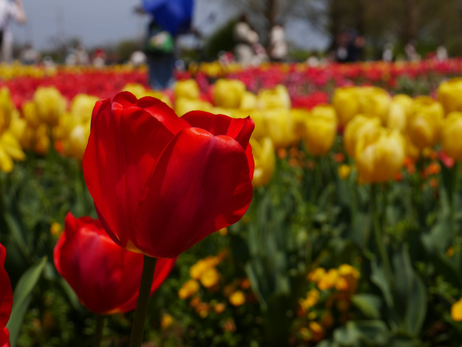 Un tulipán rojo vibrante en un campo de flores coloridas