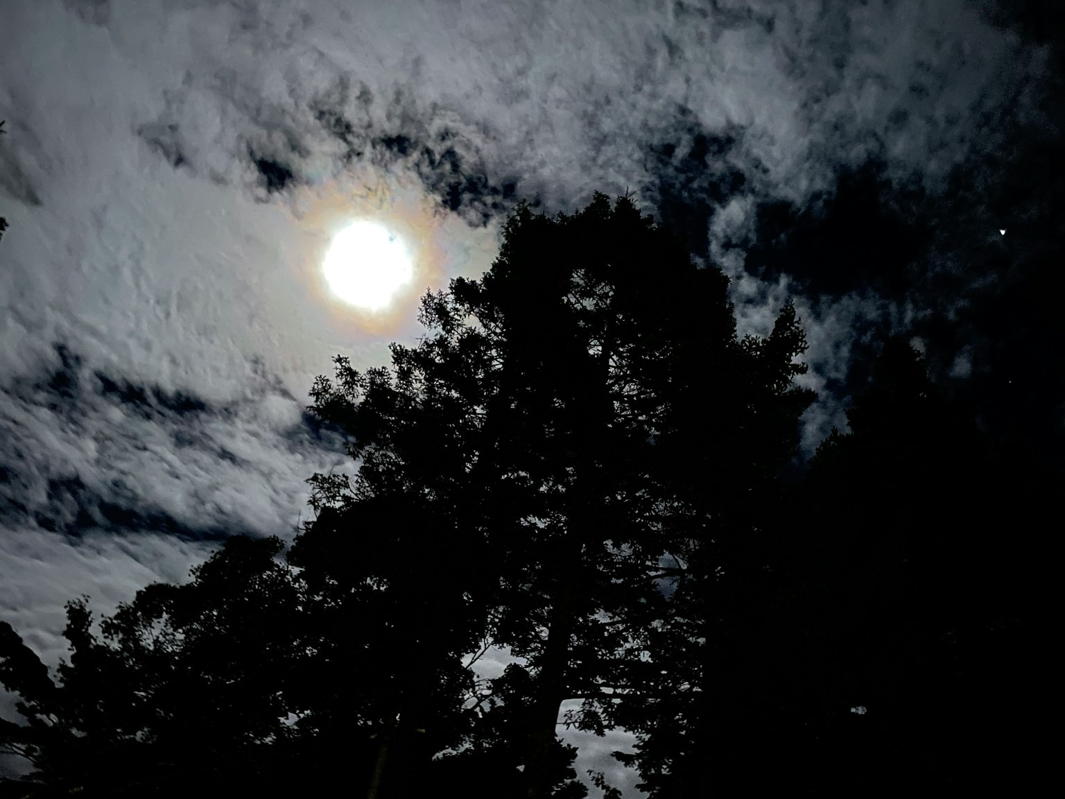Luna brillante en un cielo nublado con árboles en silueta