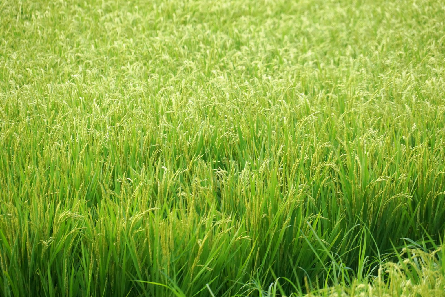 郁郁葱葱的稻田風景