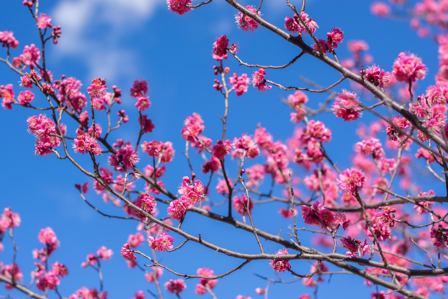 Cabang bunga sakura mekar di latar belakang langit biru
