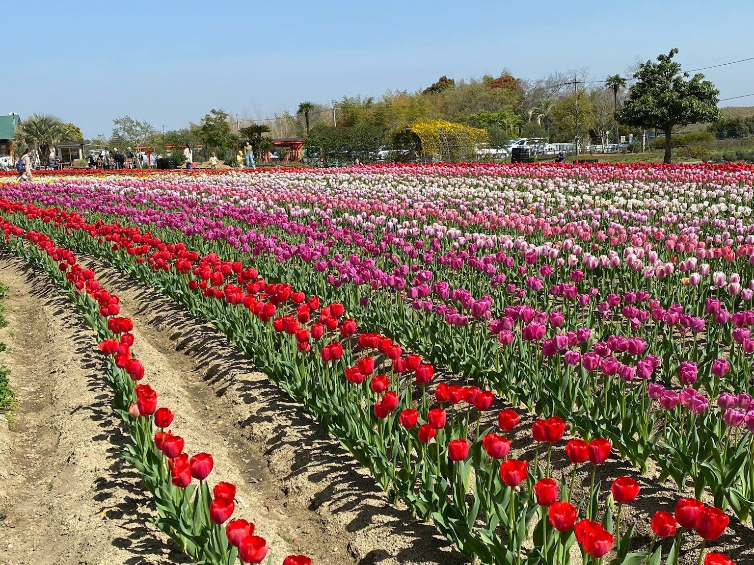 Vibrant tulip field with rows of red and purple flowers