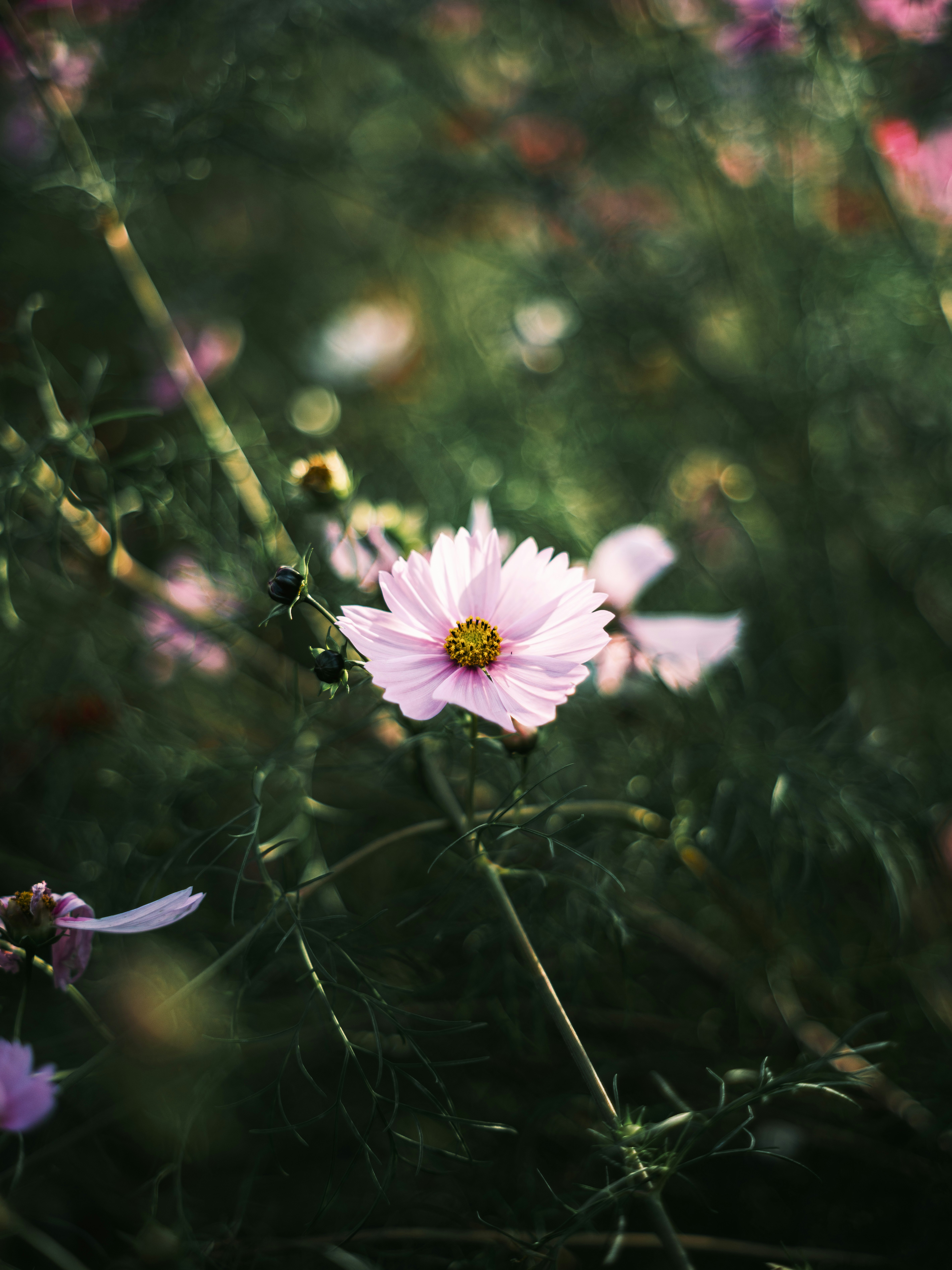 草むらに咲くピンクのコスモスの花