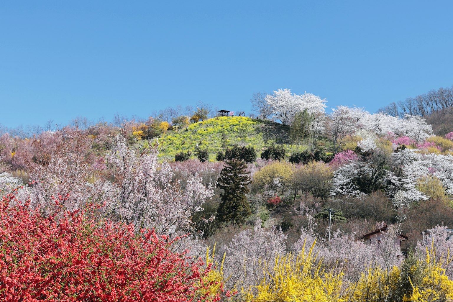 Colline vibrante couverte de fleurs en pleine floraison sous un ciel bleu clair