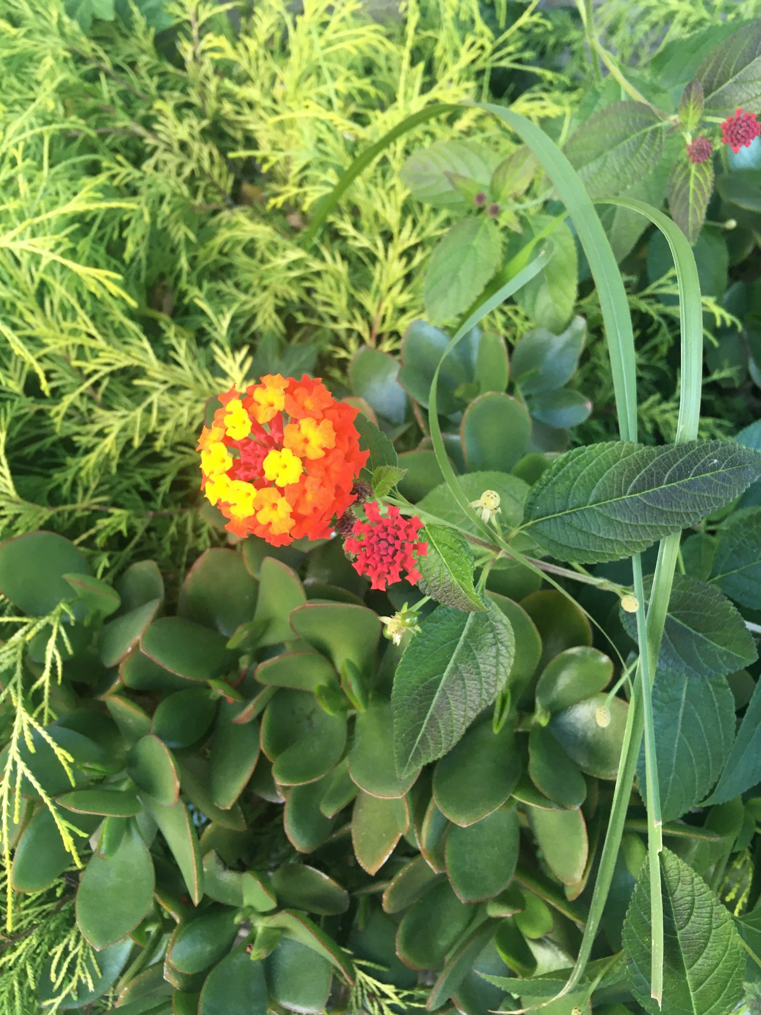 Flores naranjas y rojas vibrantes rodeadas de hojas verdes