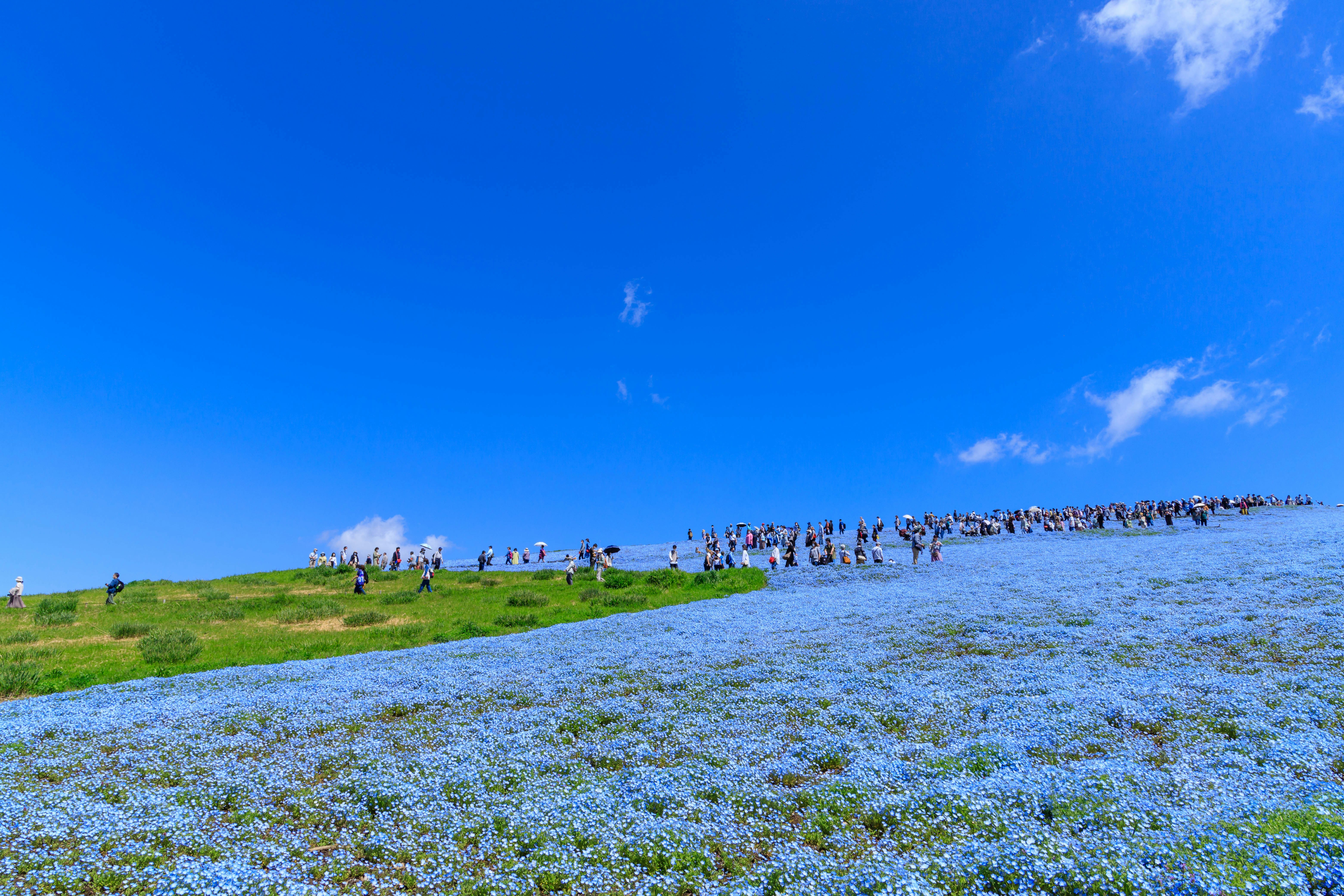 青空の下で咲く花畑と遠くまで続く人の列