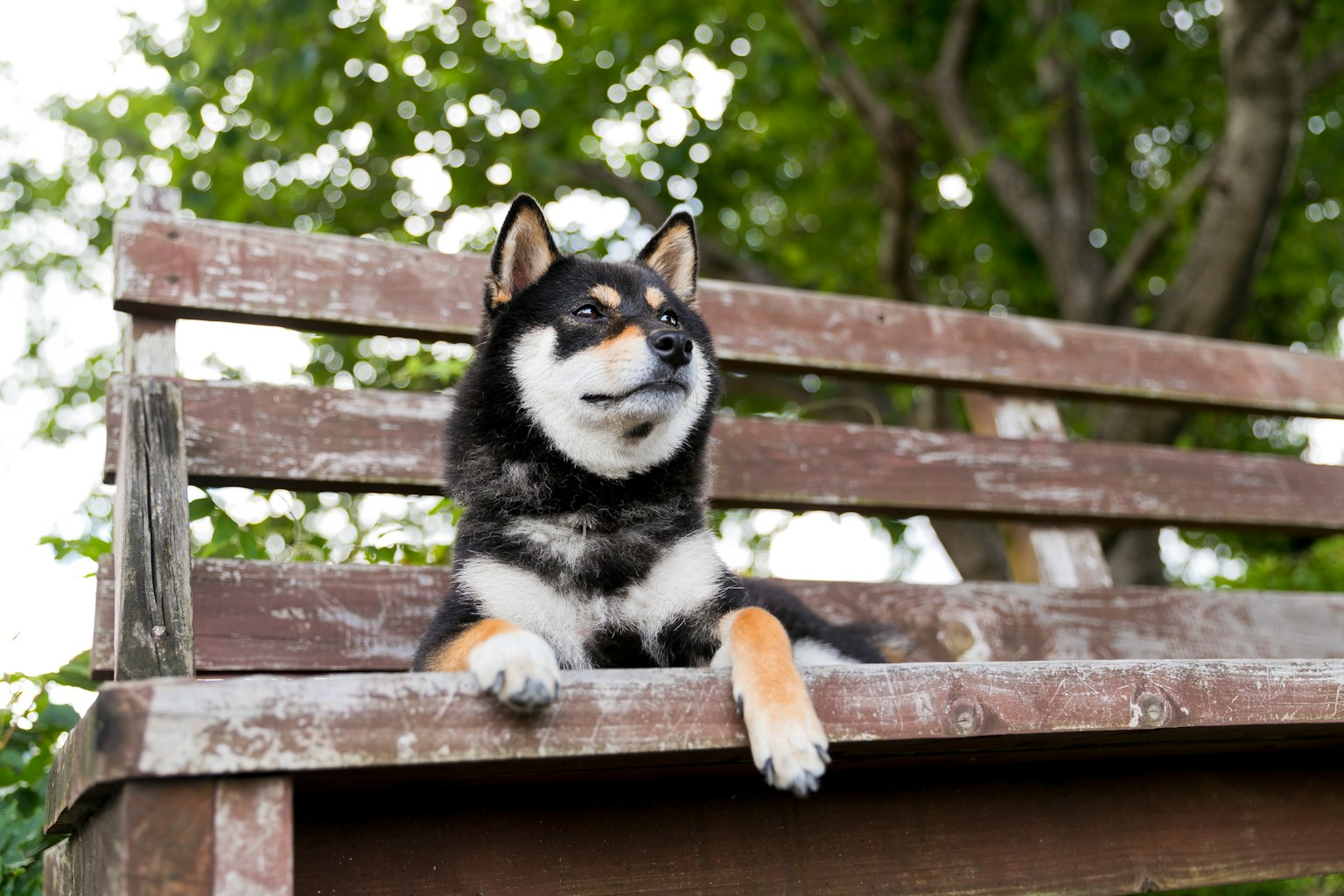 一隻黑色柴犬坐在公園長椅上