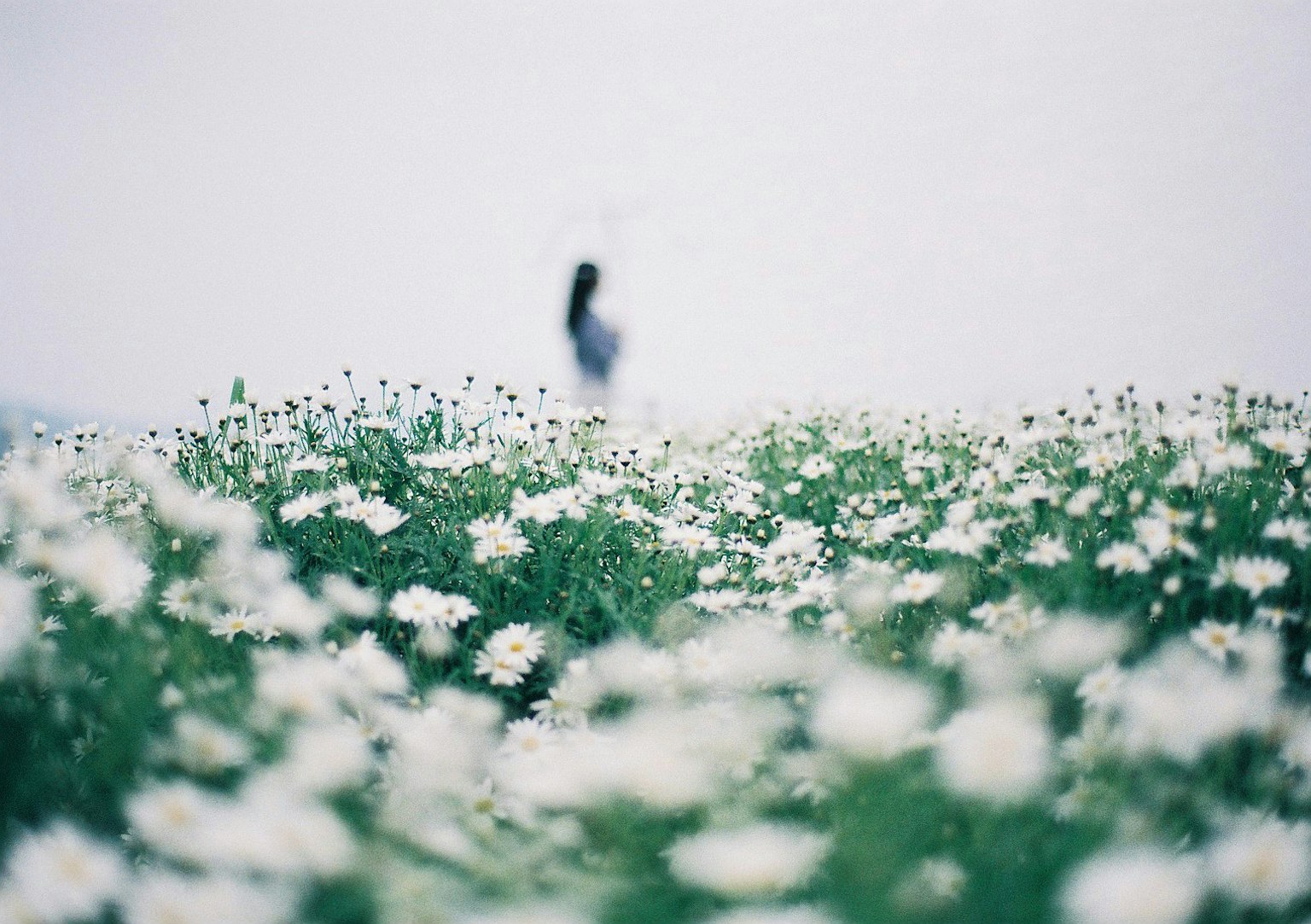Silhouette einer Person, die in einem Feld mit weißen Blumen steht