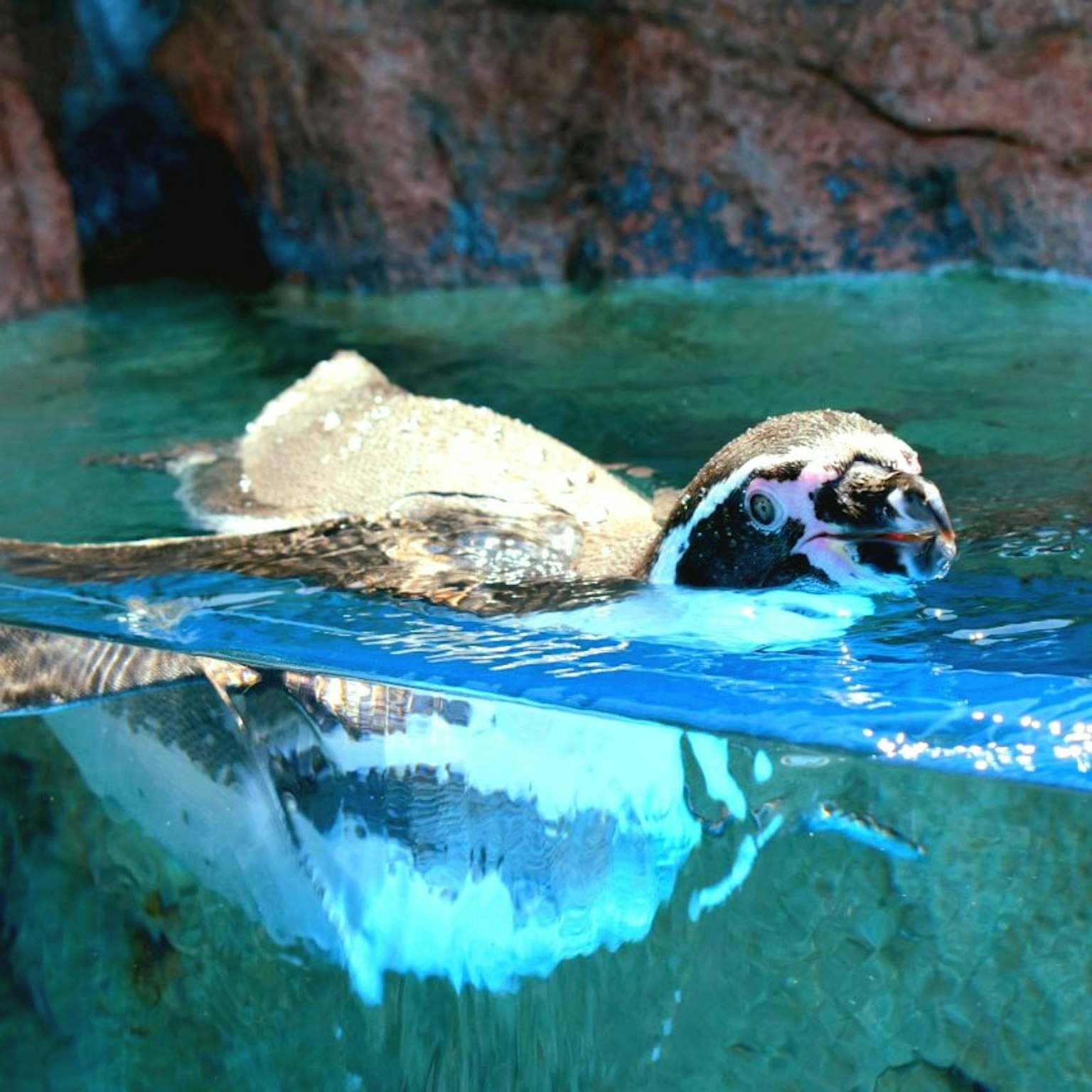 Un pinguino che nuota in acqua cristallina con uno sfondo roccioso