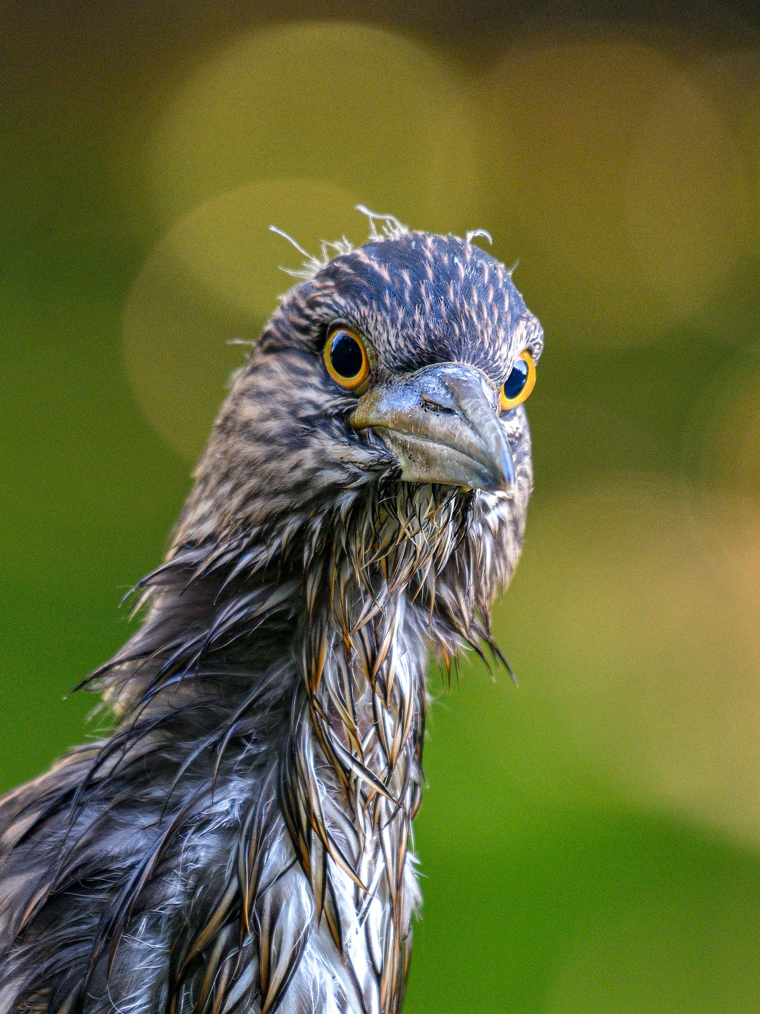 Imagen en primer plano de un pájaro con plumas mojadas mostrando un plumaje distintivo en la cabeza y ojos amarillos