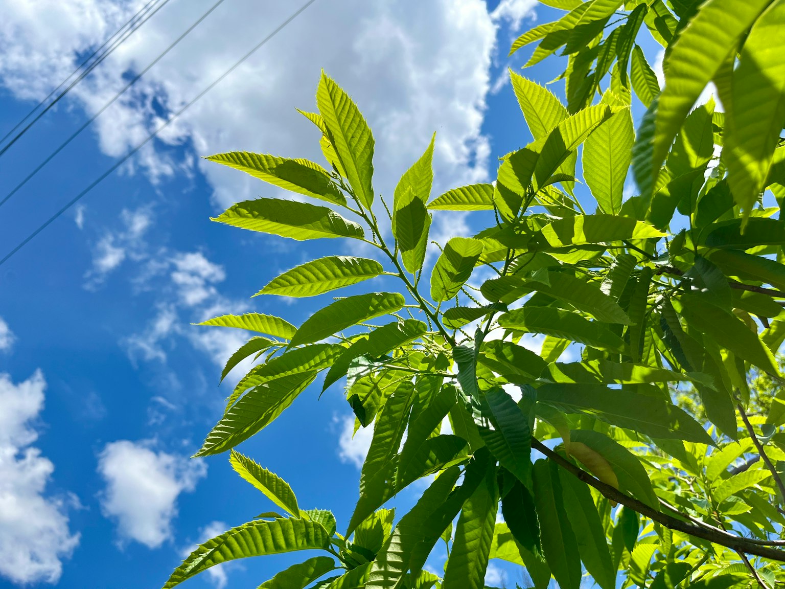 Grüne Blätter, die im Sonnenlicht unter einem blauen Himmel mit weißen Wolken baden