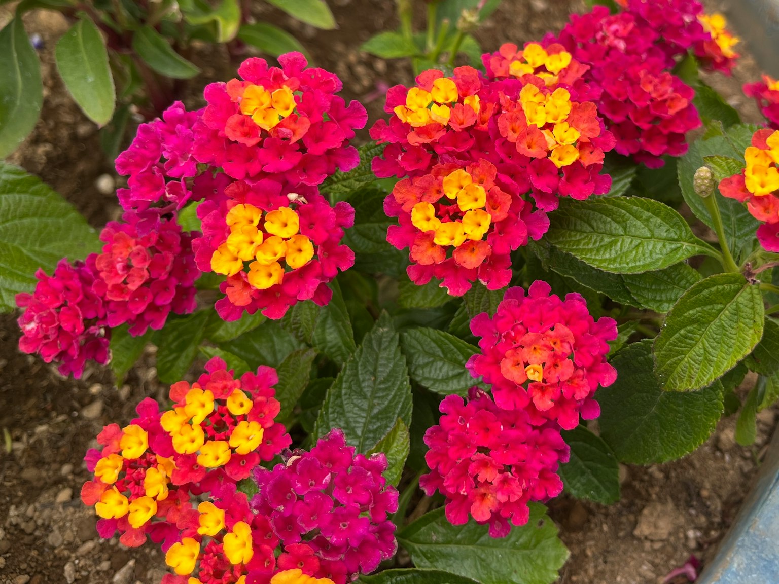 Flores vibrantes rosas y naranjas de una planta de Lantana