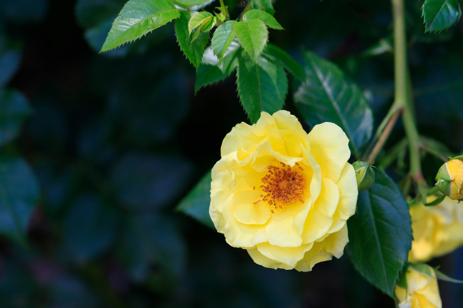 Eine leuchtend gelbe Rose blüht zwischen grünen Blättern