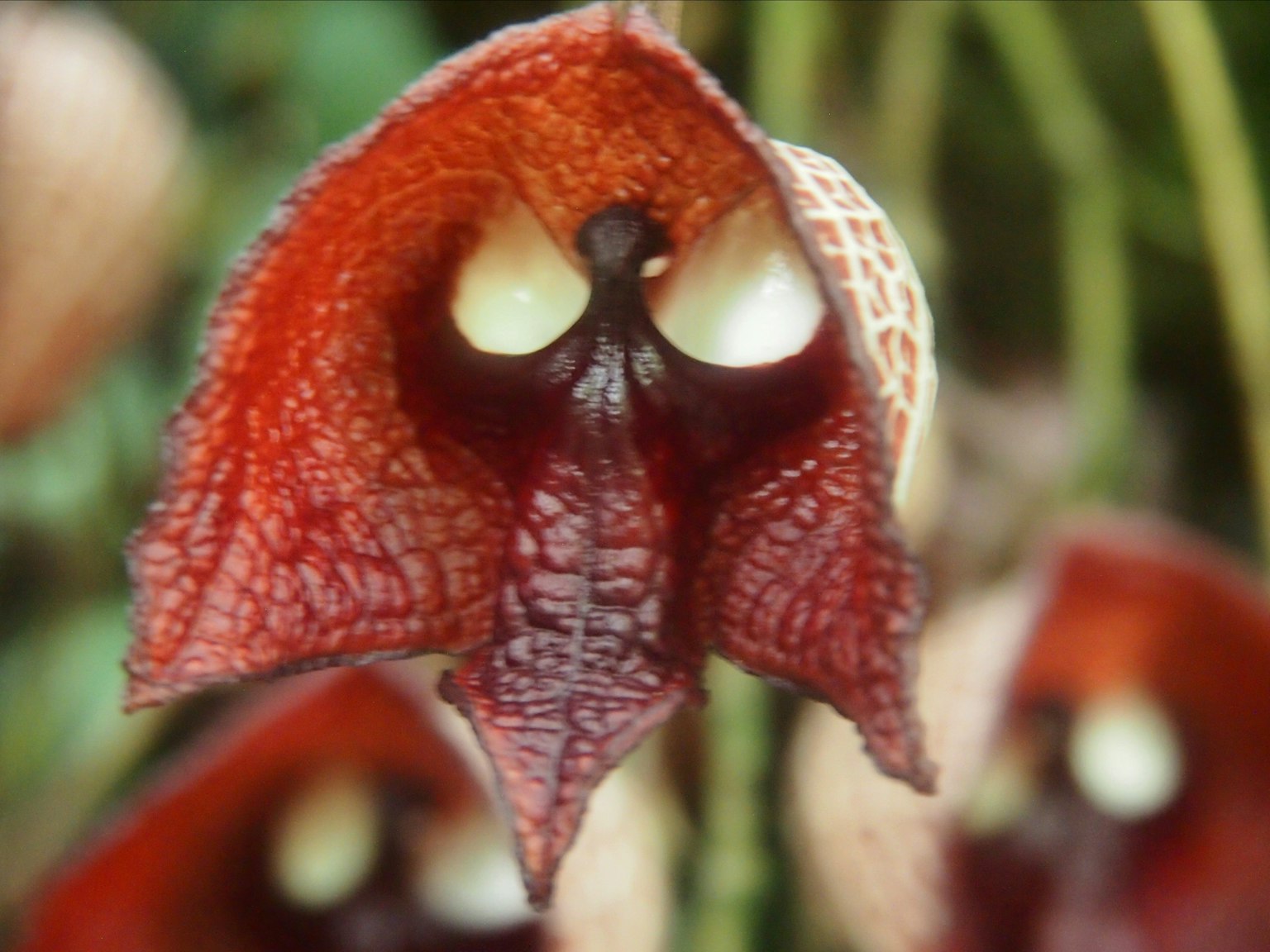 Primo piano di un'orchidea unica con petali rossi
