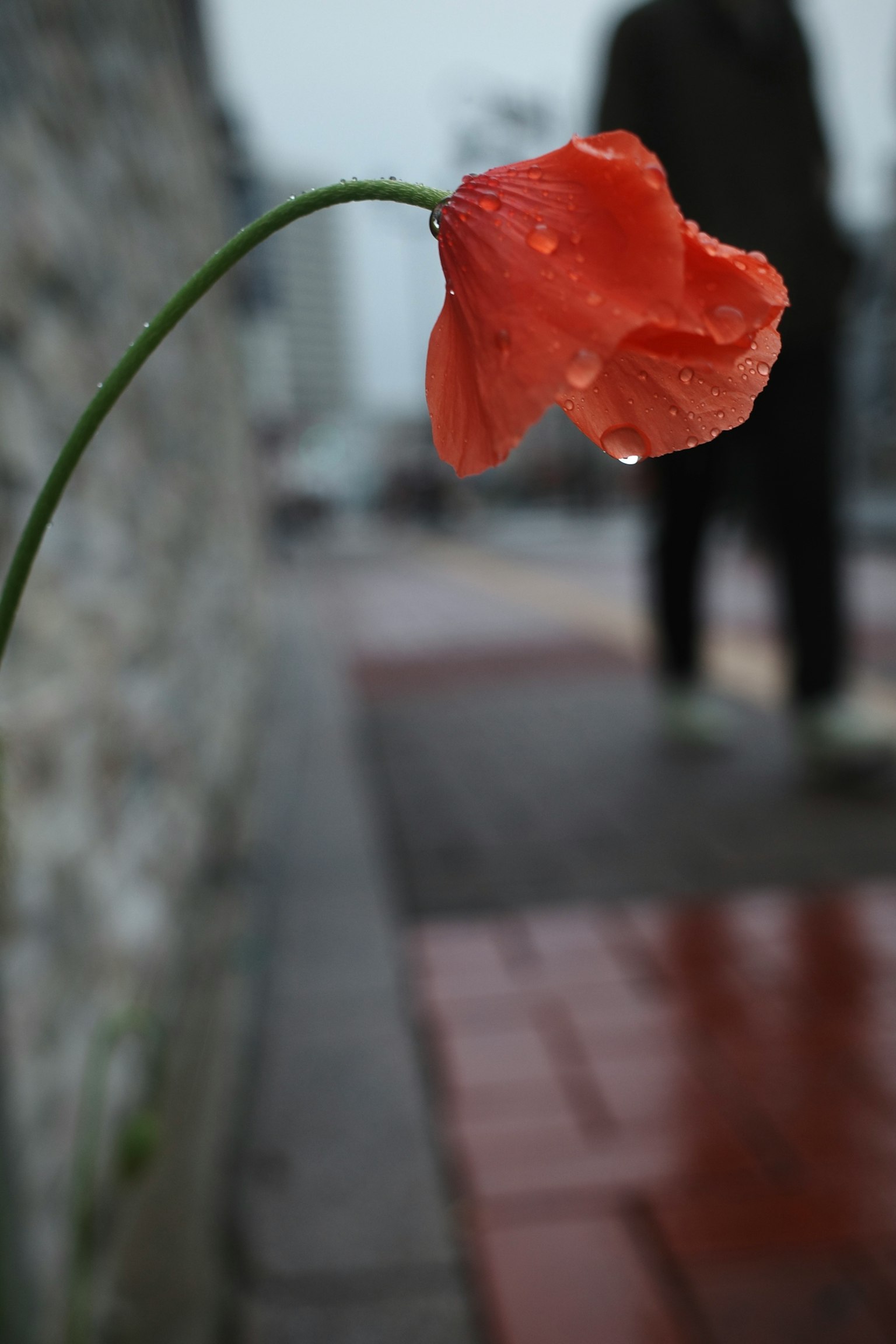 Primo piano di un fiore rosso con gocce di pioggia contro una figura sfocata sullo sfondo