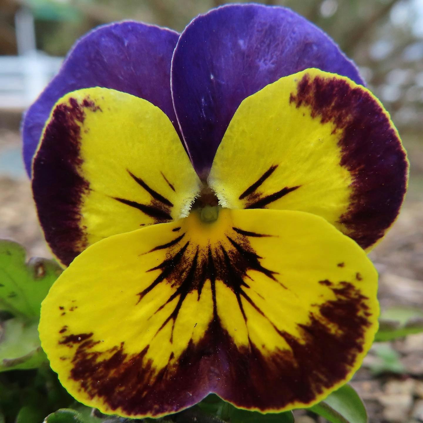 黄色と紫のビオラの花のアップ