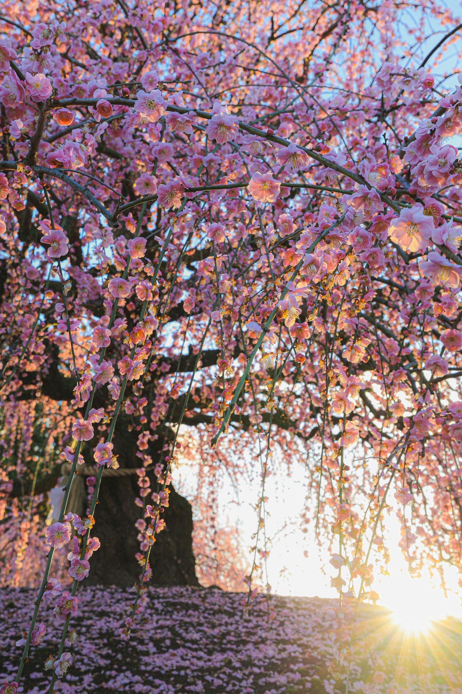 Un albero di ciliegio piangente in fiore con fiori rosa al tramonto