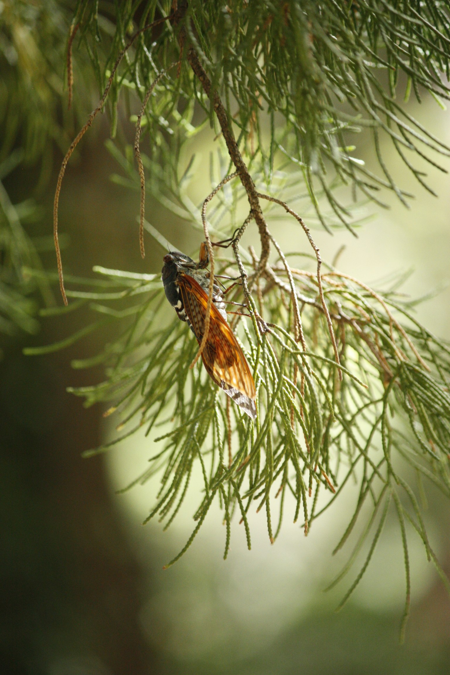 Acercamiento de un insecto descansando sobre hojas verdes