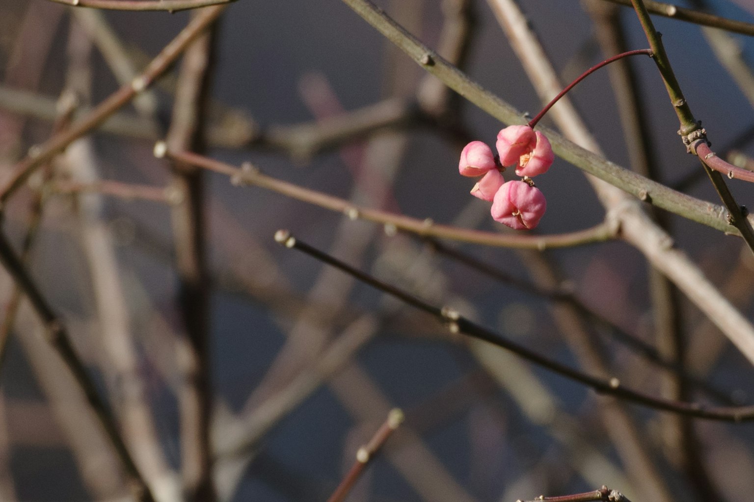 Close-up of a beautiful plant with pink berries on thin branches
