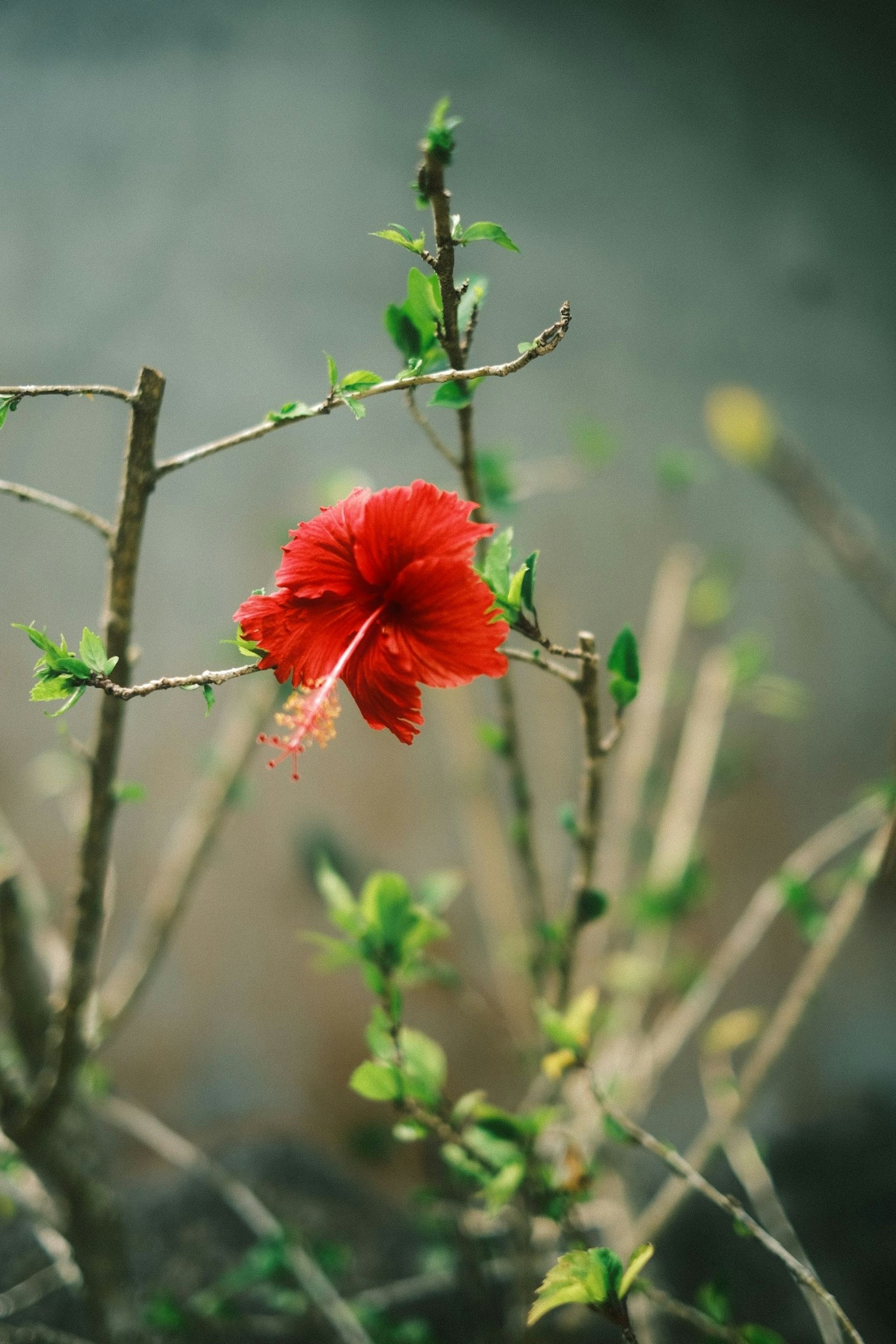 A vibrant red hibiscus flower blooms on a small branch with a blurred gray background