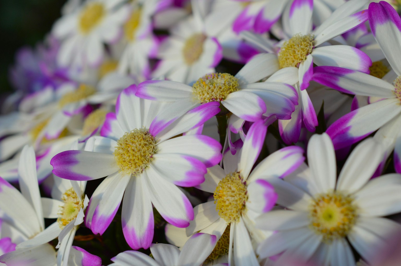 Primo piano di fiori con petali bianchi e viola