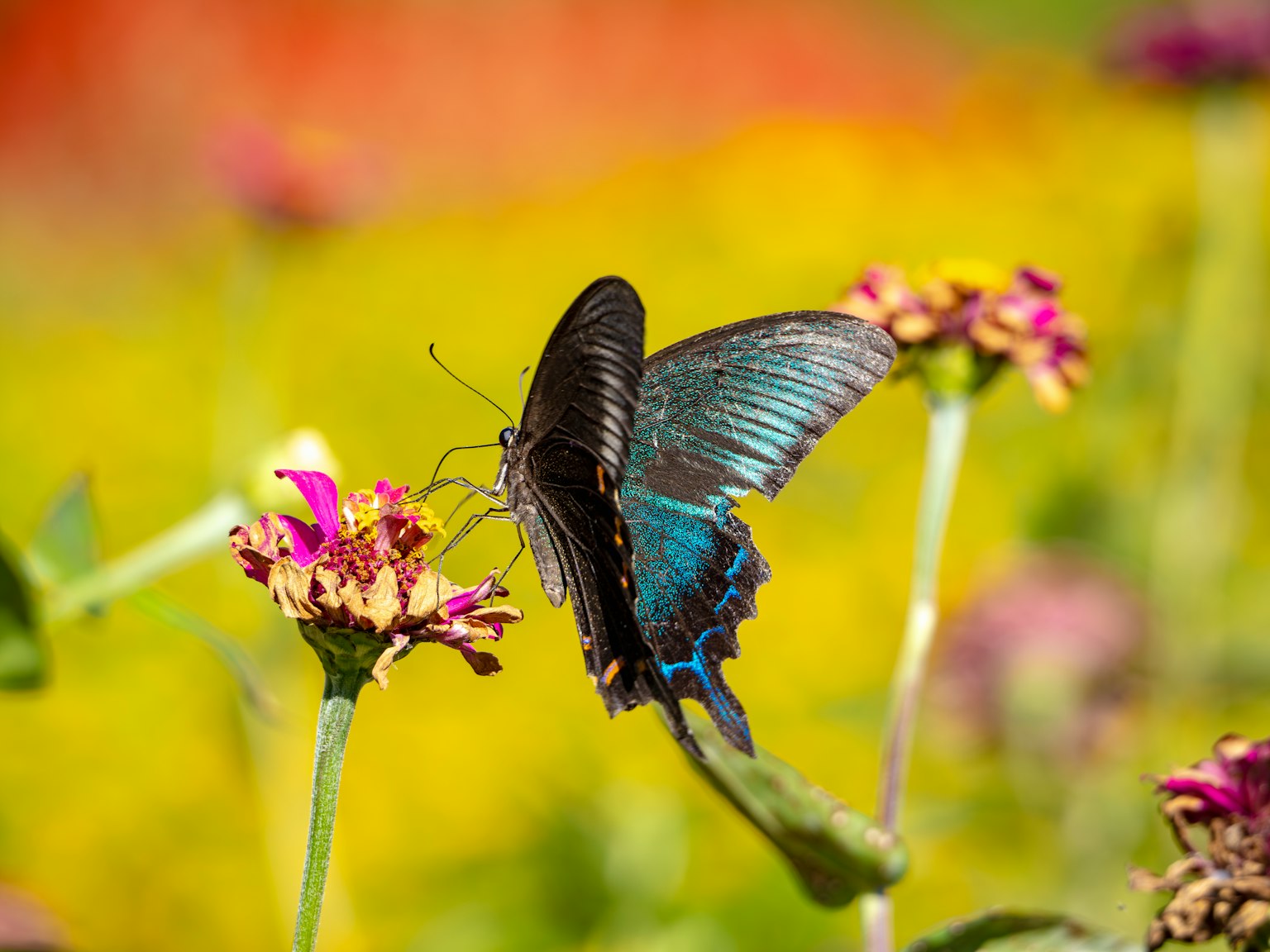 Un papillon bleu vif posé sur des fleurs dans un jardin coloré