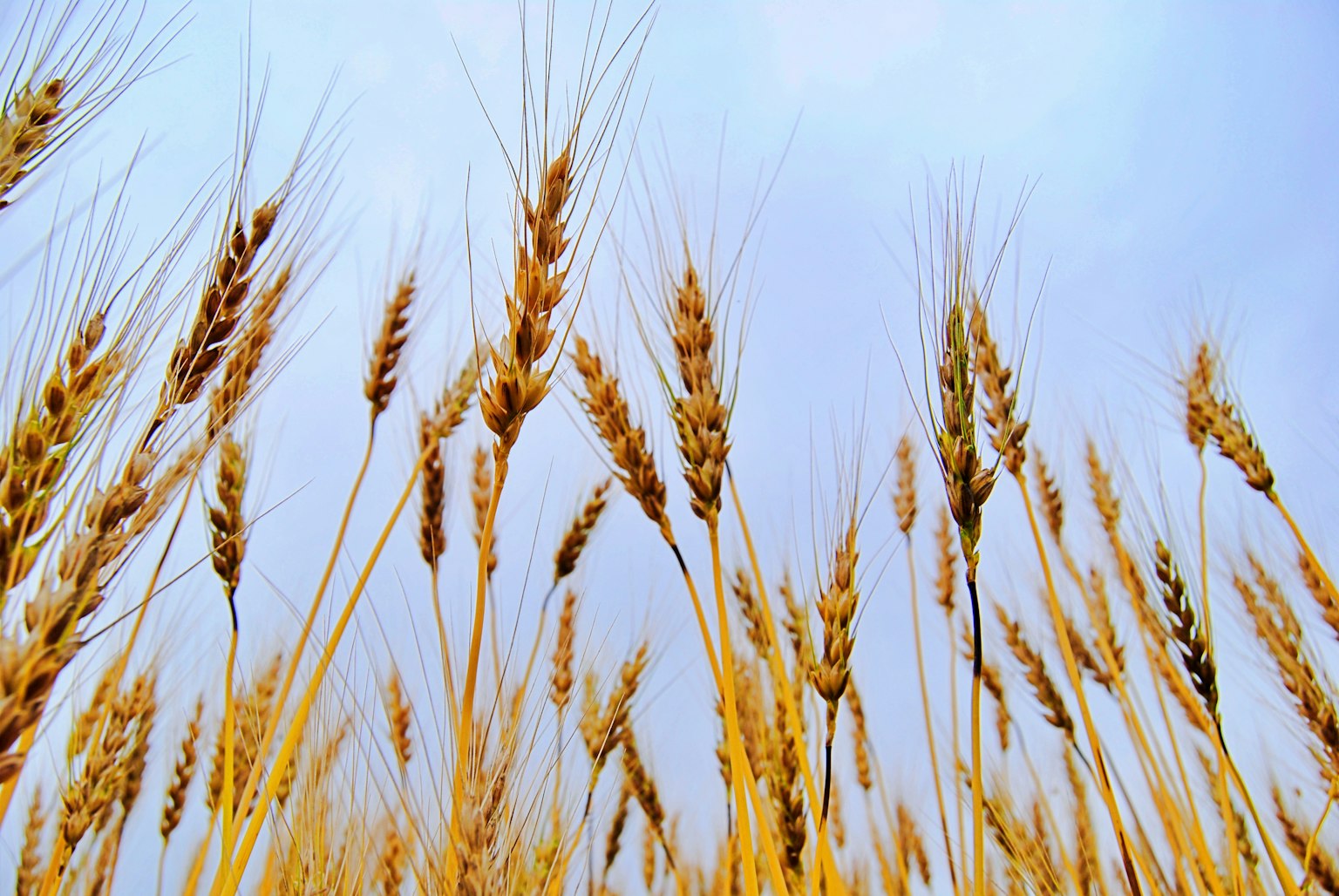 Goldenes Weizenfeld mit Ähren, die im Wind schwanken