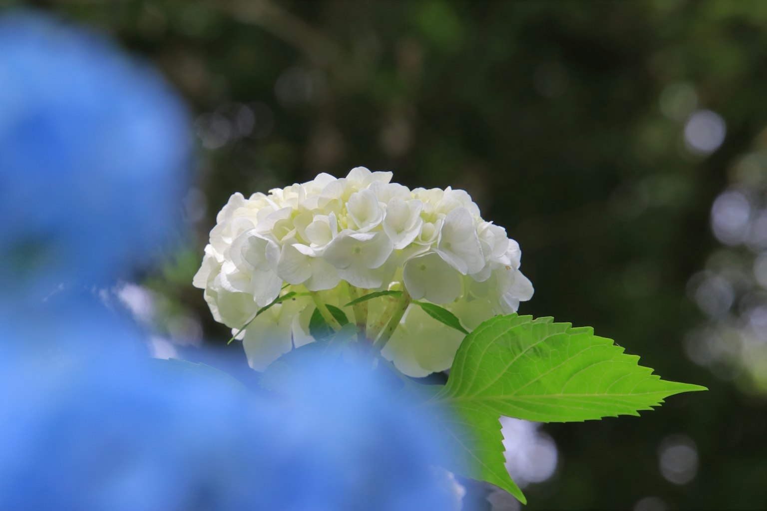 Un fiore di ortensia bianco a fuoco con fiori blu in primo piano e uno sfondo sfocato