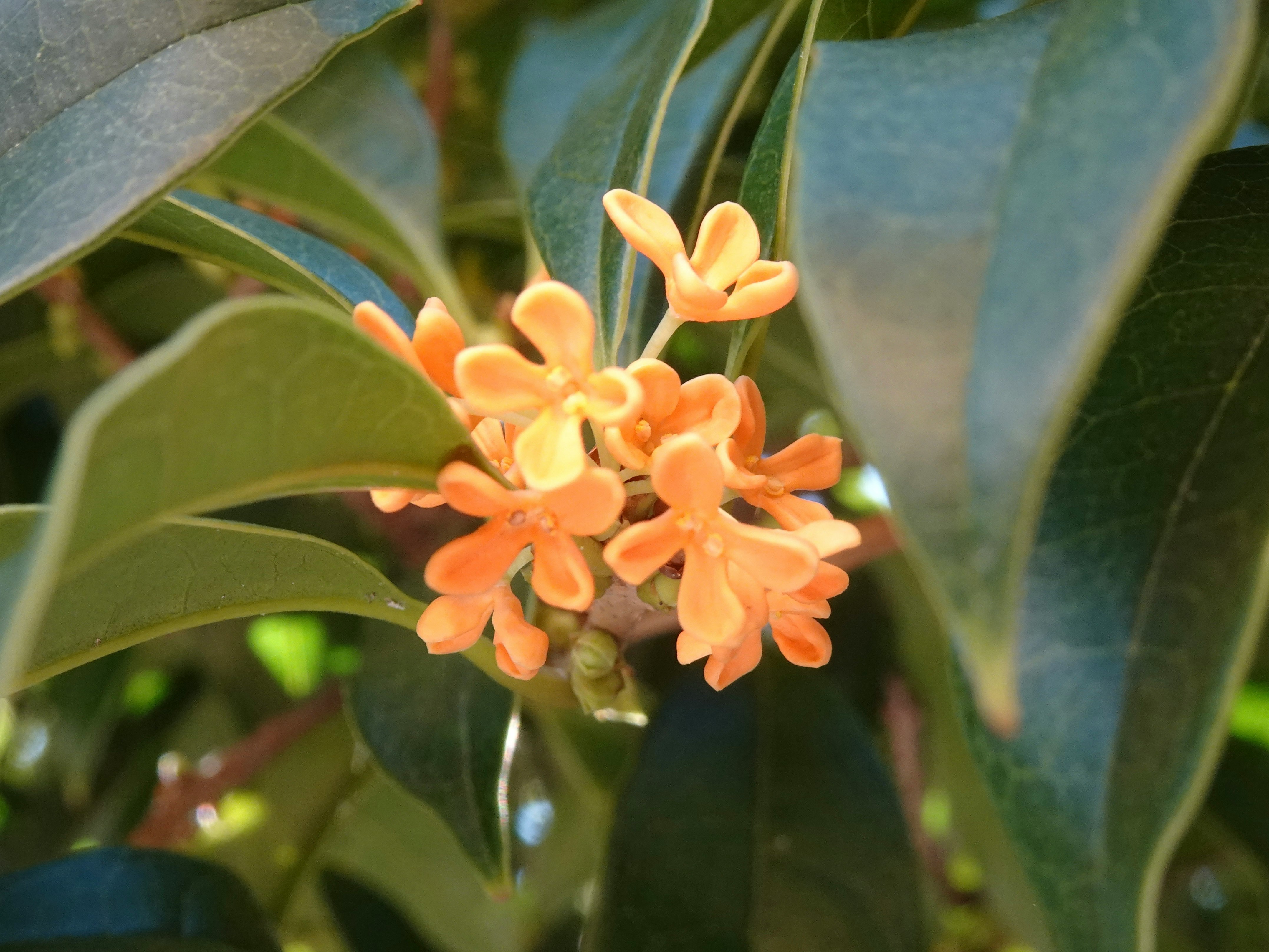 多肉質の葉に咲くオレンジ色の花のクローズアップ