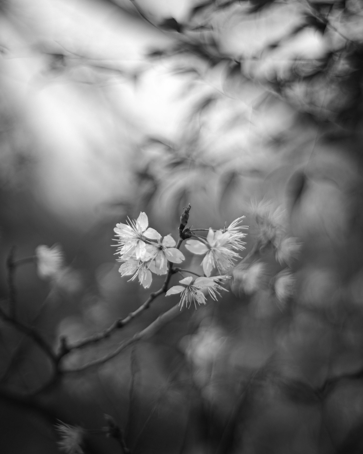 Gros plan en noir et blanc de fleurs ressemblant à des cerisiers sous une lumière douce