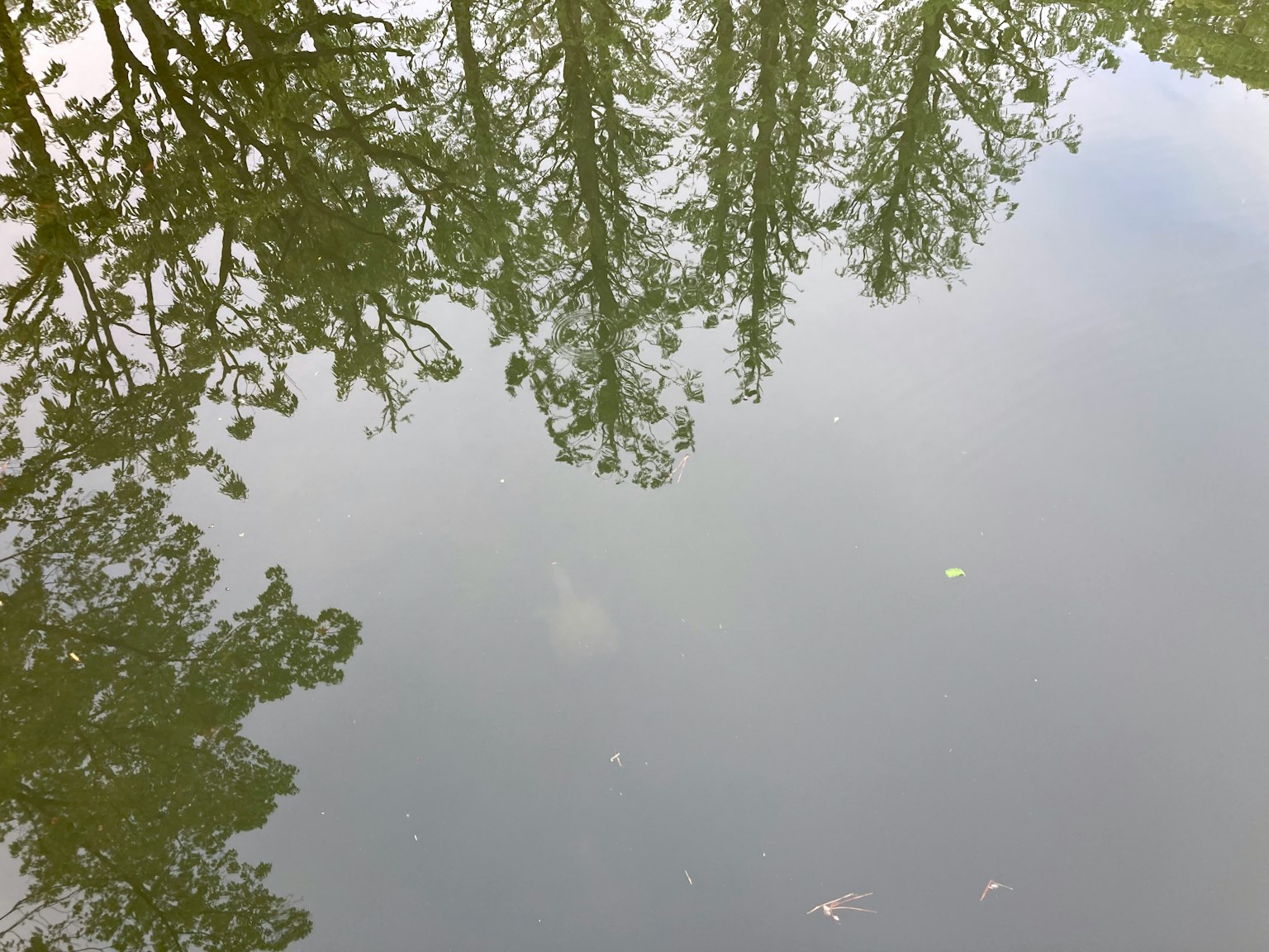Reflexion von Bäumen auf der ruhigen Wasseroberfläche