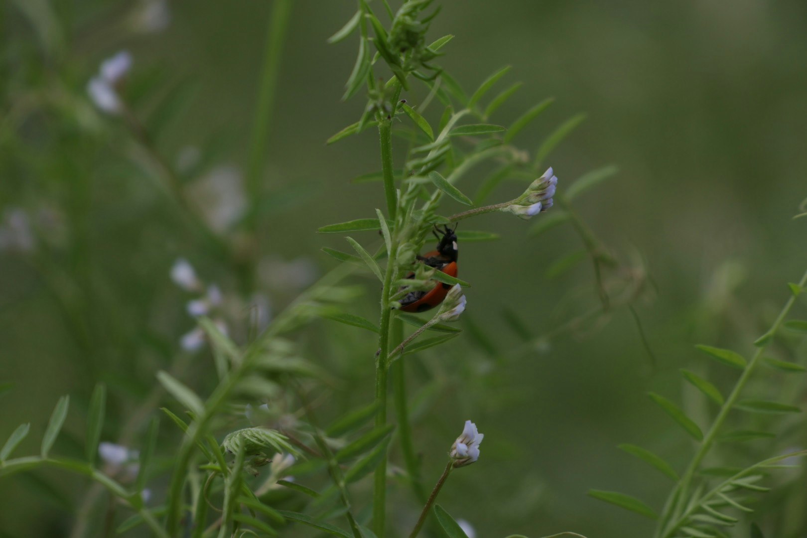 草むらの中で花にとまる小さな昆虫